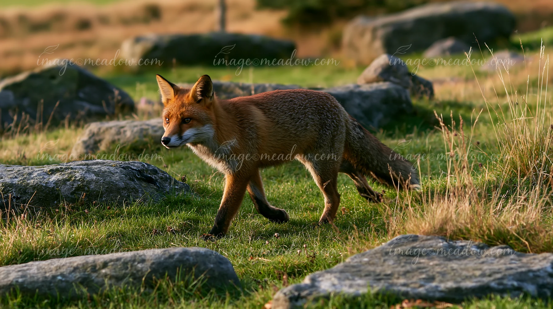 A fox is crossing a meadow, moving past large stones in the grass.