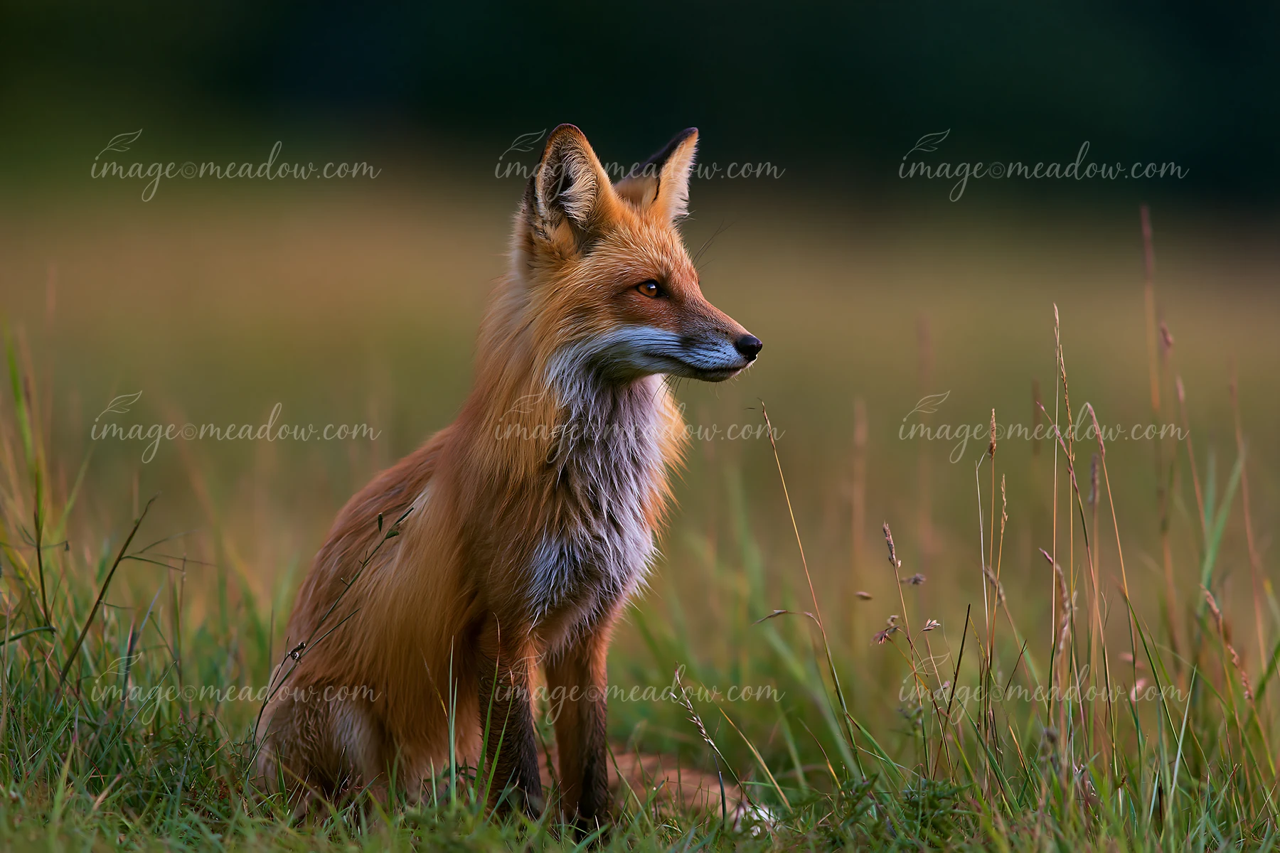A fox is sitting quietly in a meadow under dramatic clouds, surrounded by tall grass.