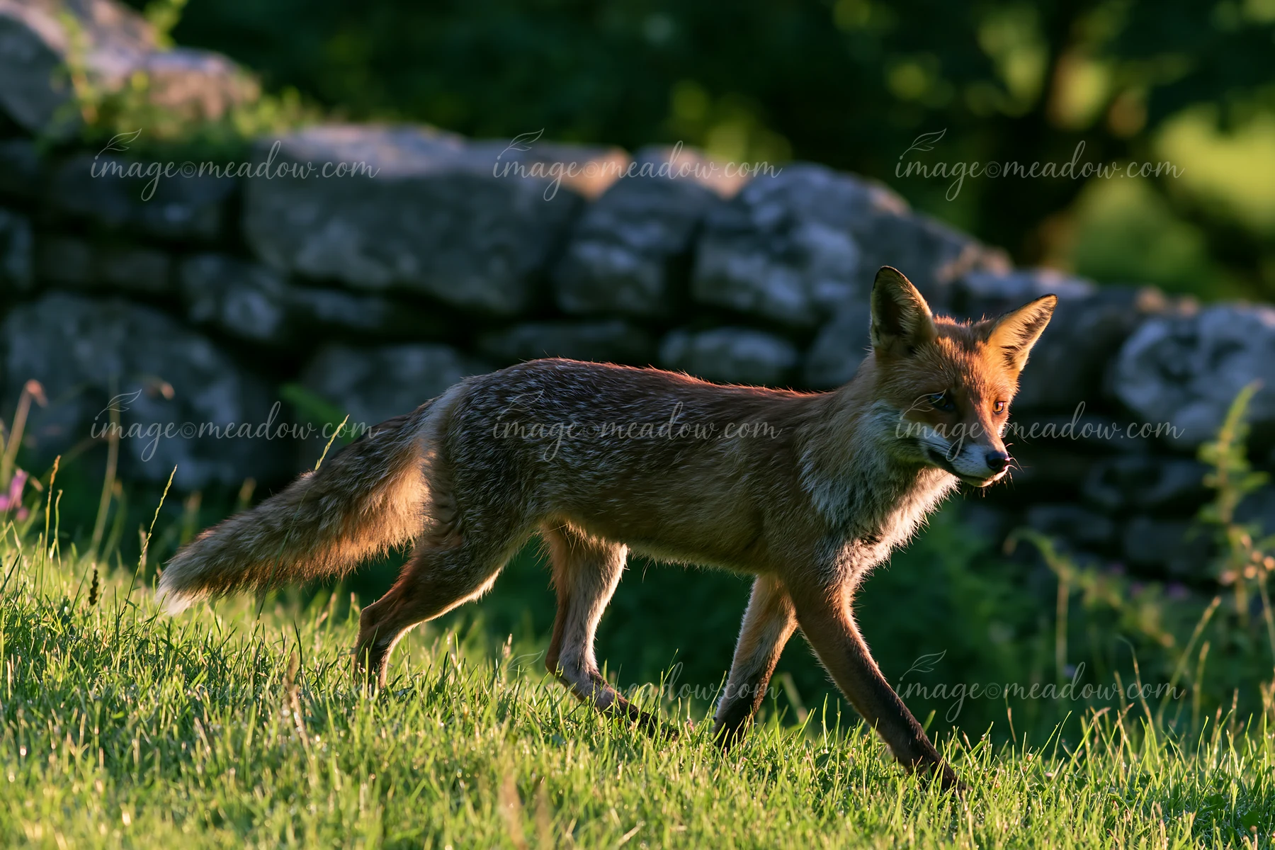 A fox is walking across a lush green meadow, carrying a small prey in its mouth.