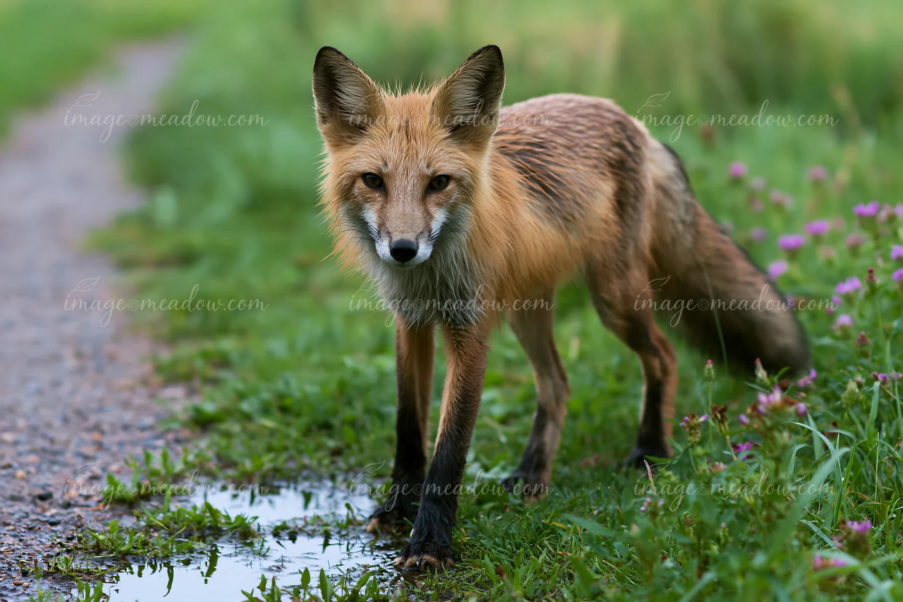 A fox stands on a path beside a green field with flowers, observing its surroundings.