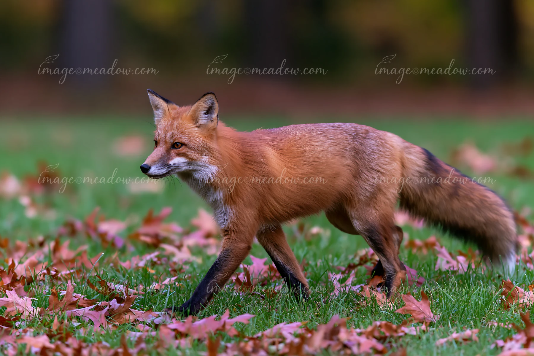 A fox walks through fallen leaves in a green meadow during autumn.