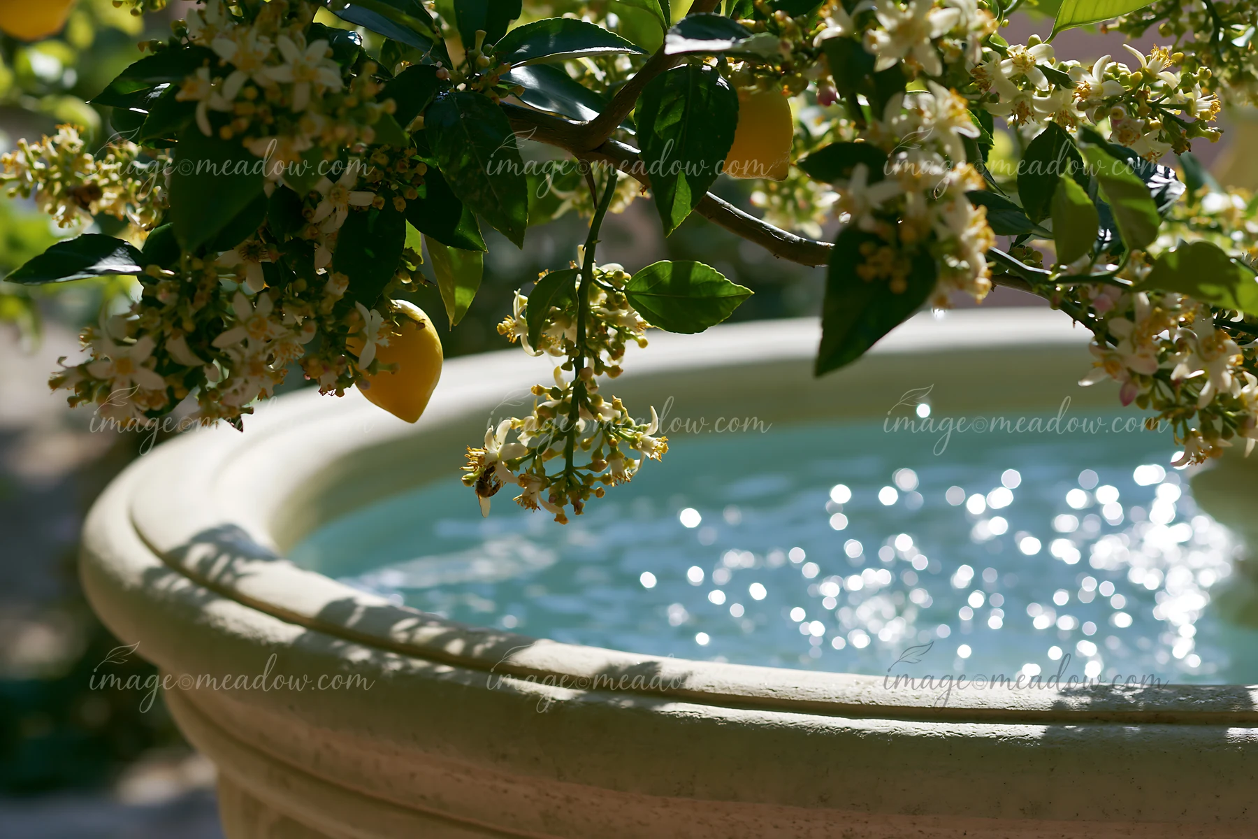 A garden features phlox flowers in various colors surrounding a decorative stone fountain.