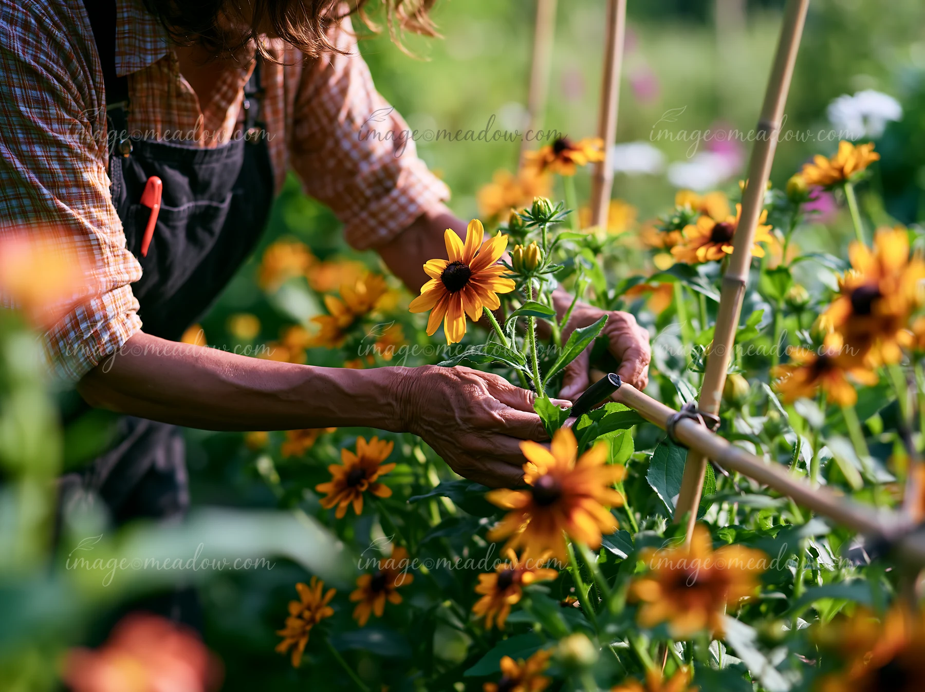 A gardener uses scissors to trim rudbeckia flowers in a garden filled with vibrant yellow blooms.