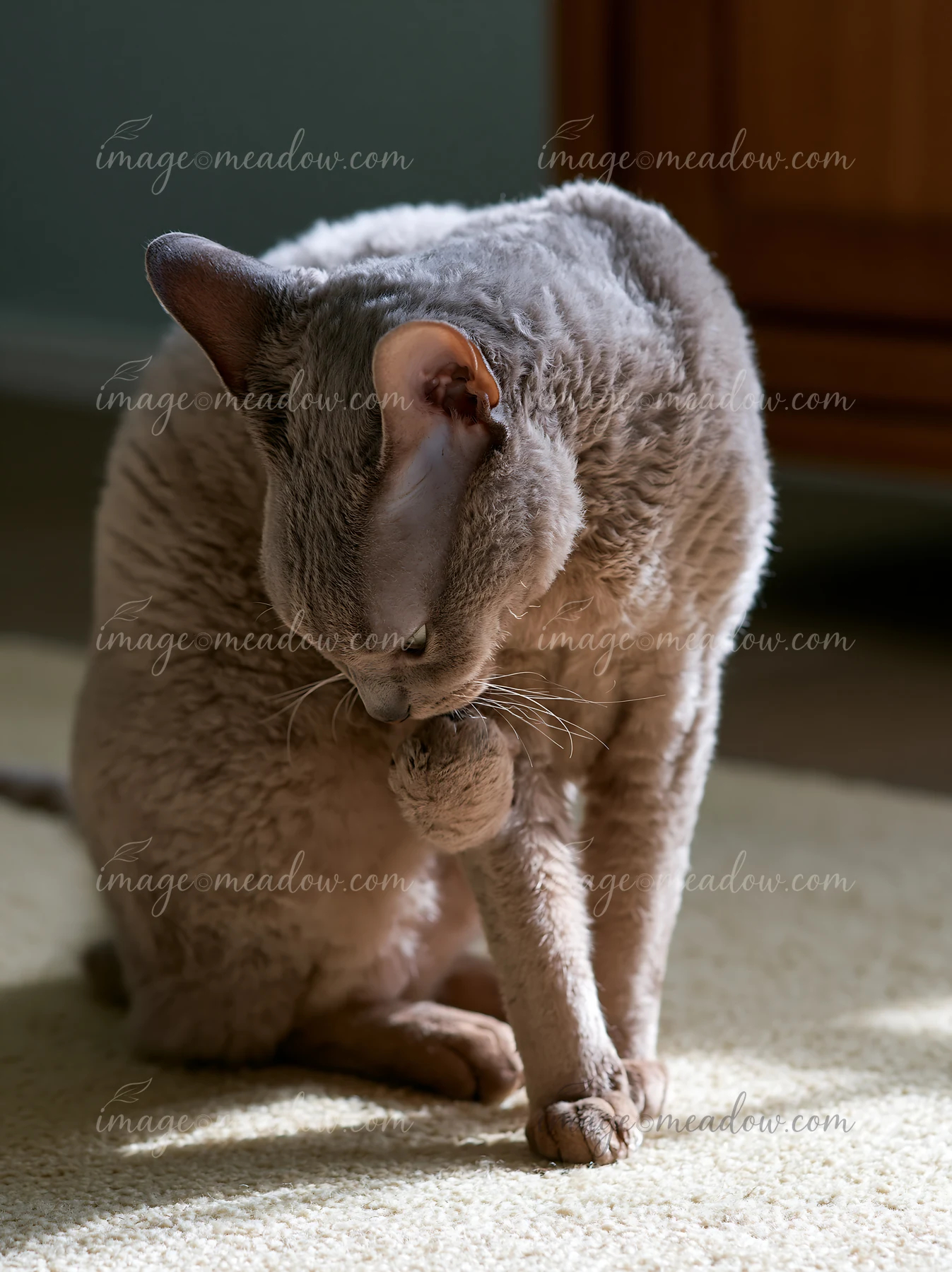 A German Rex cat is grooming itself in a cozy indoor space with soft lighting.