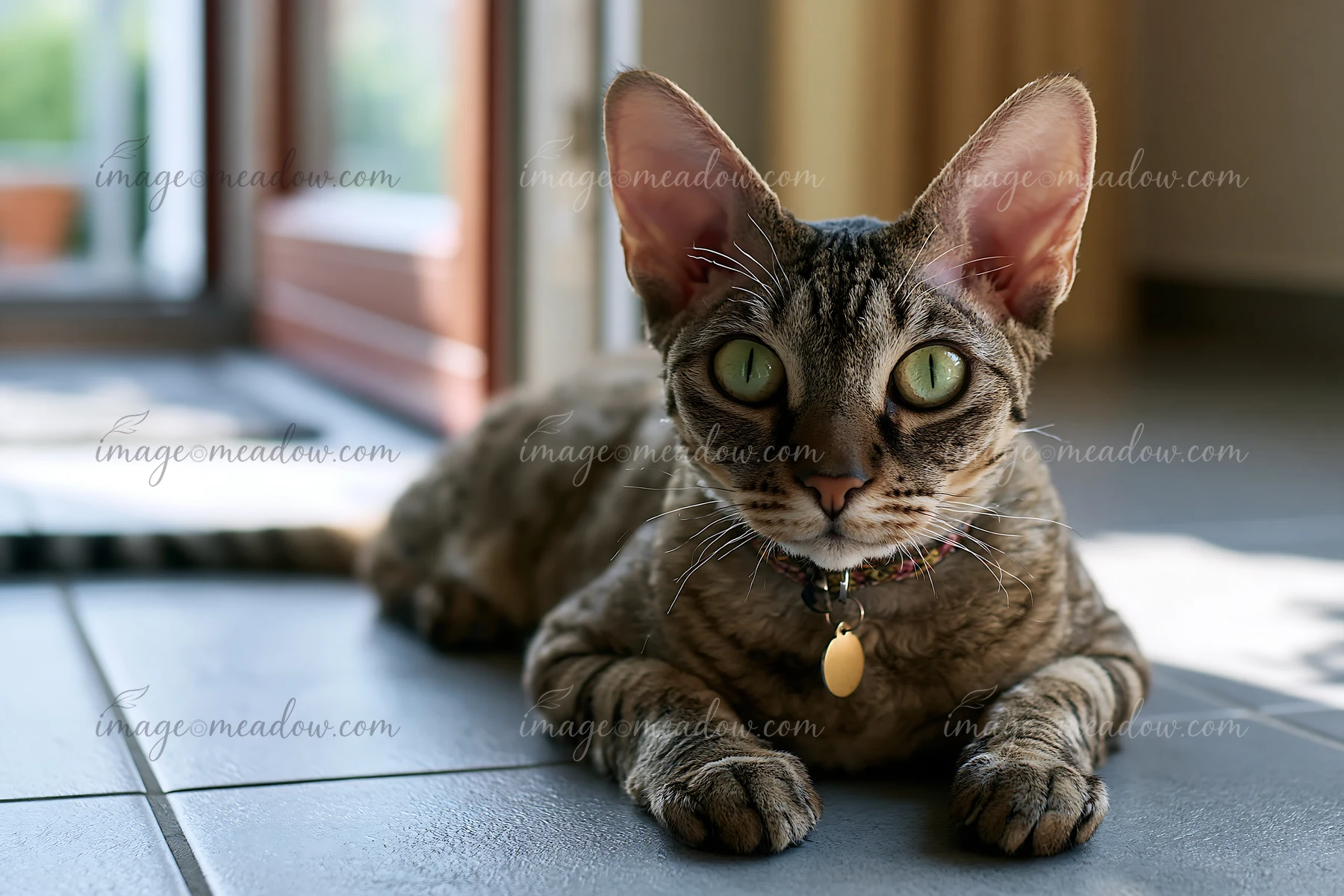 A German Rex cat is resting on a tiled floor in a bright indoor space.