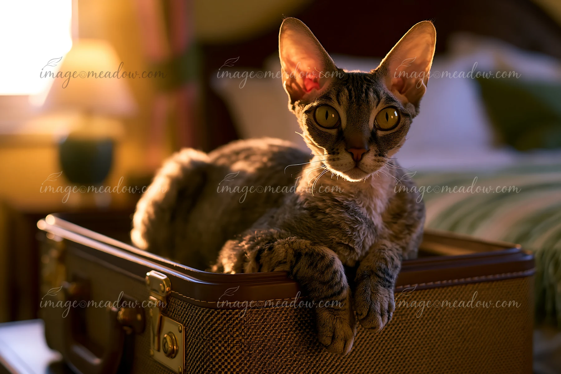 A German Rex cat lounges in an open suitcase, with sunlight spilling into the room, creating a warm atmosphere.