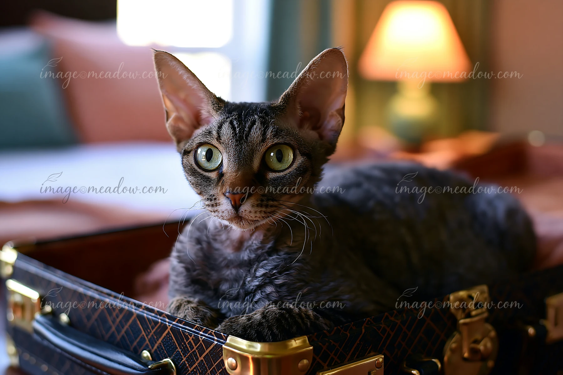 A German Rex cat portrait shows a cat resting on a suitcase in a cozy room.