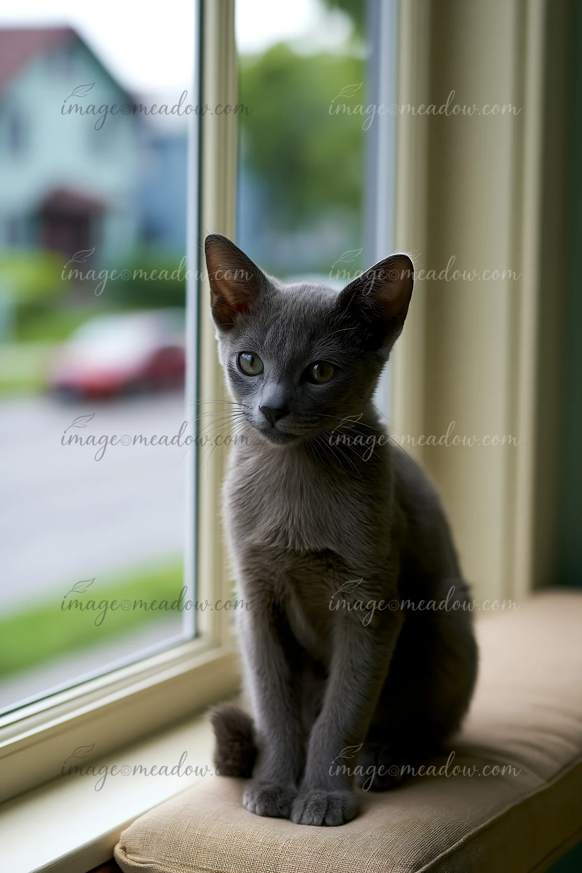 A gray cat sits on a windowsill, gazing outside.