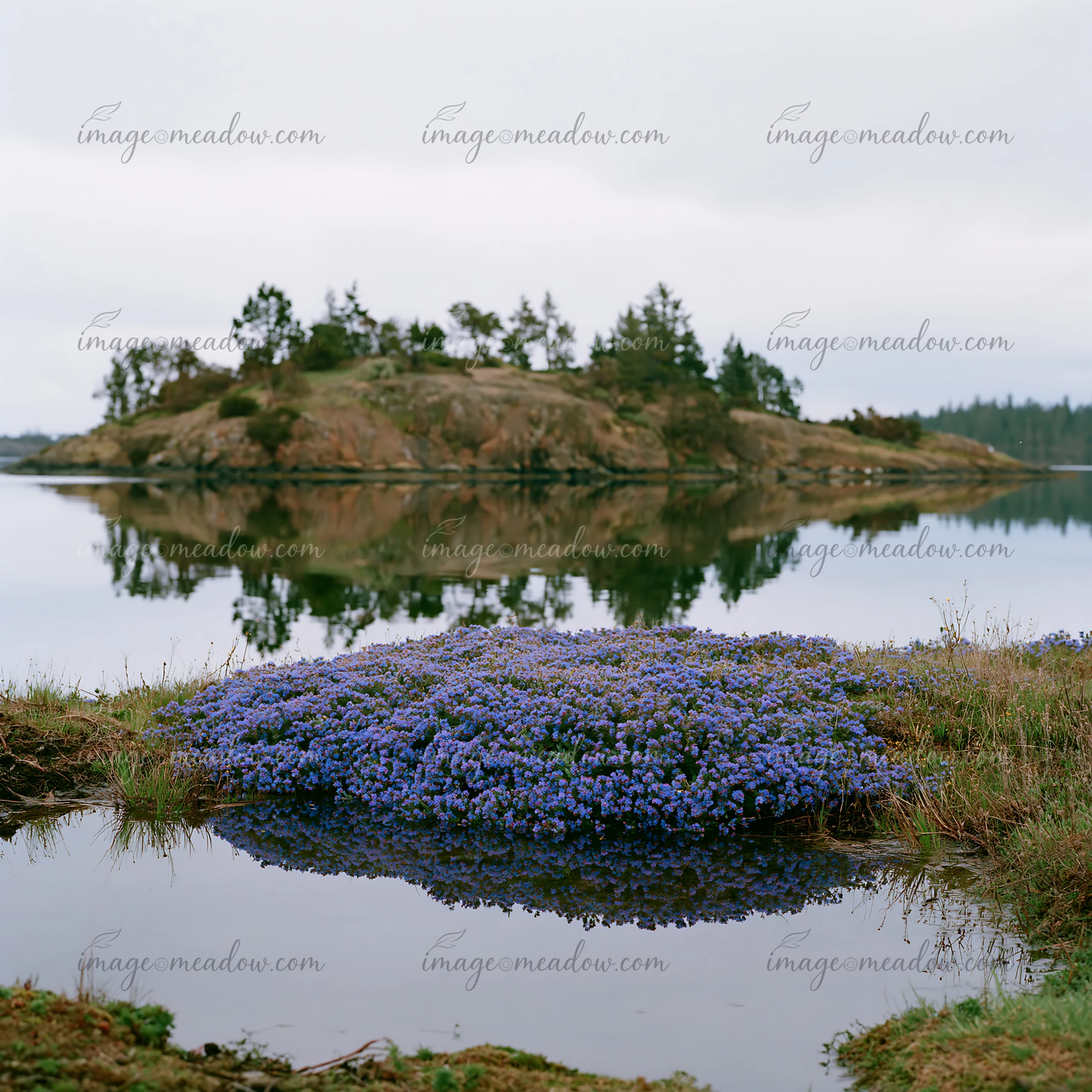 A green island with clusters of purple flowers sits in a quiet bay with clear water.
