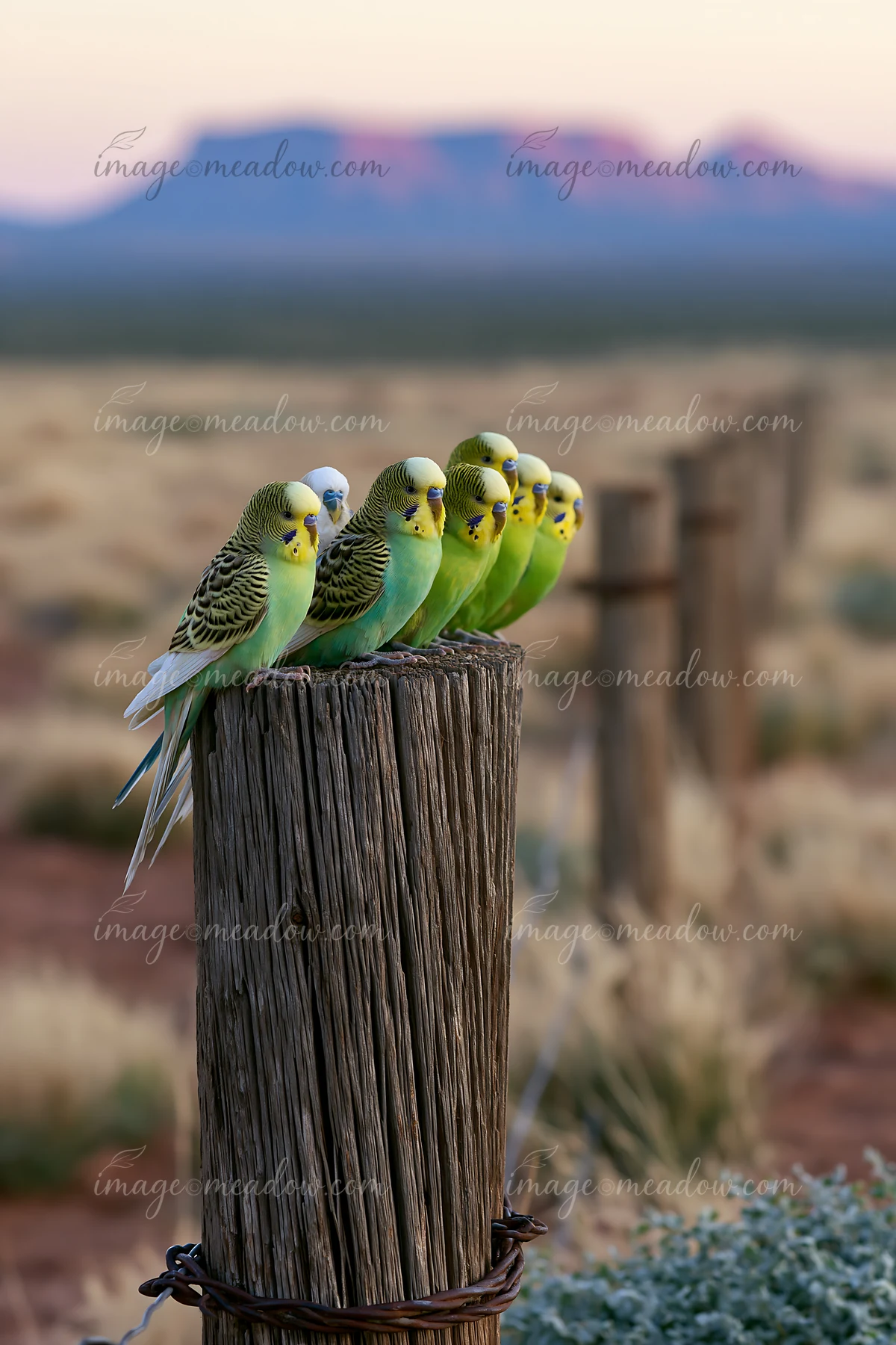 A group of budgerigar flock in desert landscape sits on a weathered fence post during dusk.
