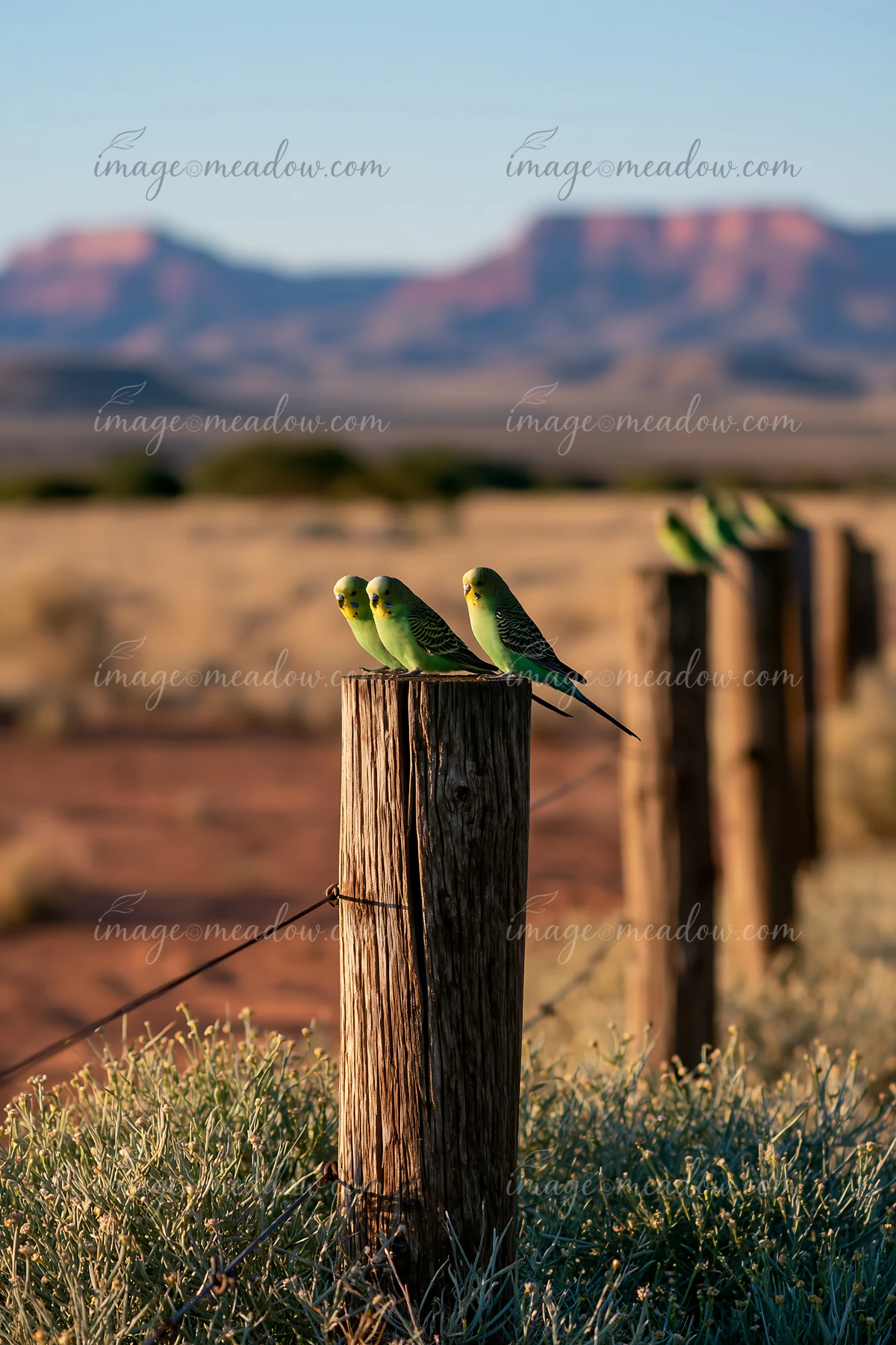 A group of budgerigars rests on wooden fence posts in a desert landscape.