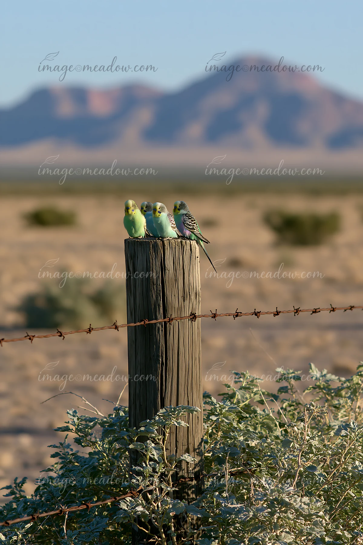 A group of budgerigars sits on a wooden post in a desert landscape during daylight.