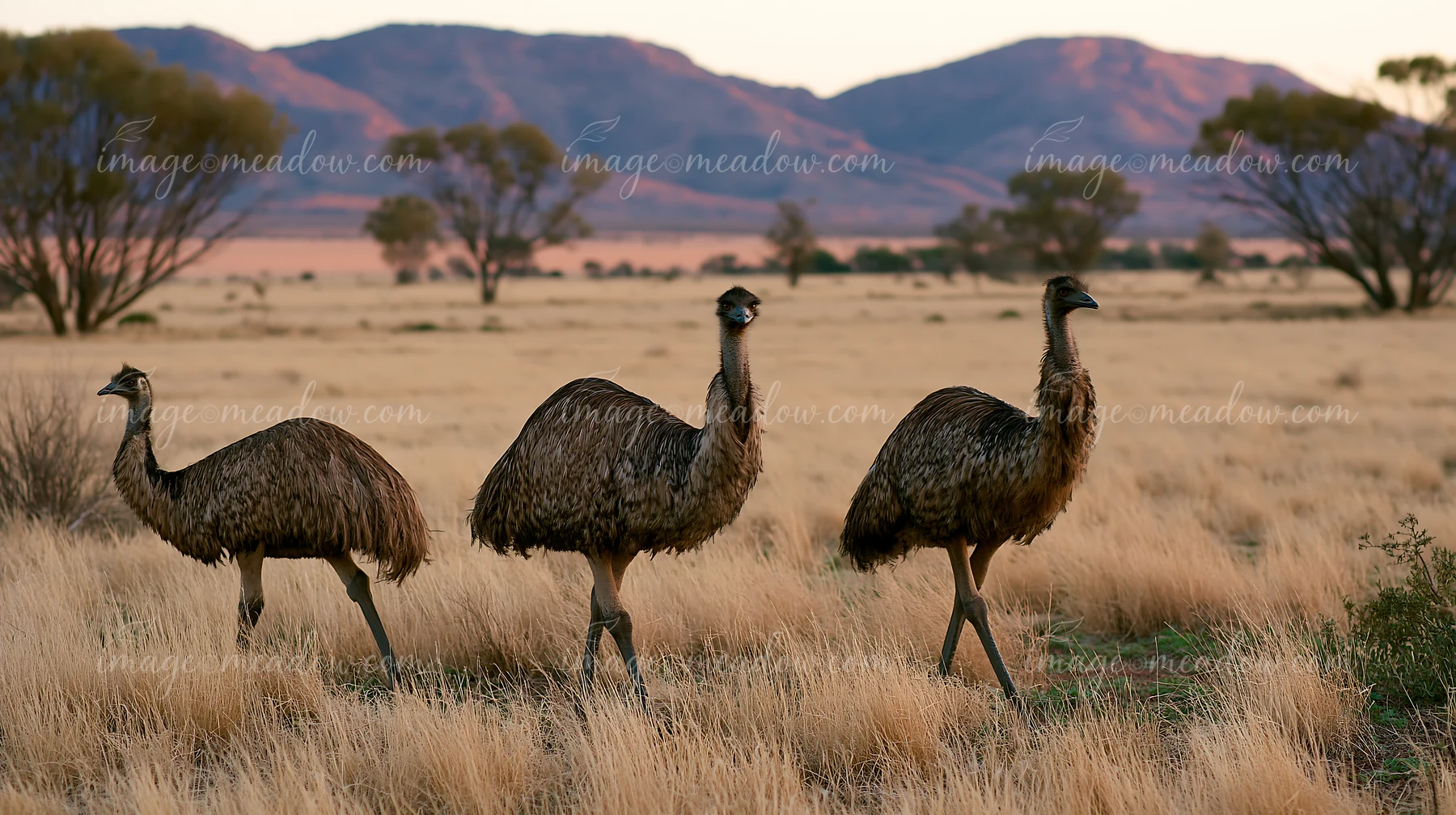 A group of emus walks across a vast outback plain during sunset.
