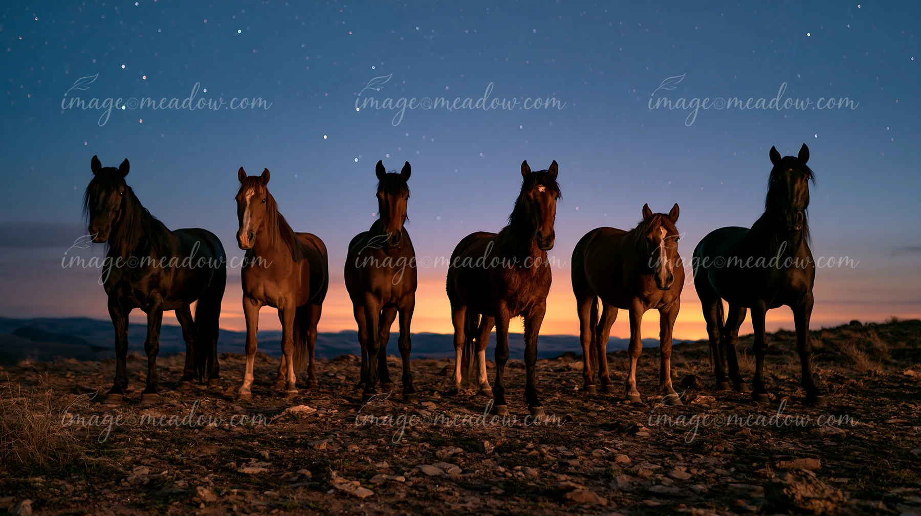 A group of horses stands on a rocky terrain under a star-filled sky at dusk.