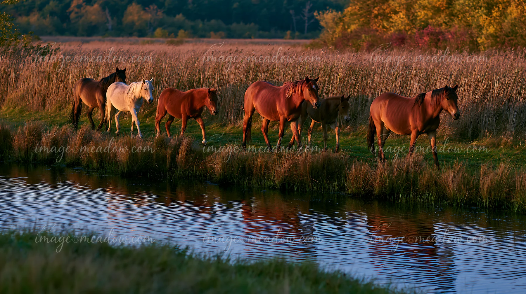 A group of wild horses moves along the edge of a river surrounded by tall grass and trees.