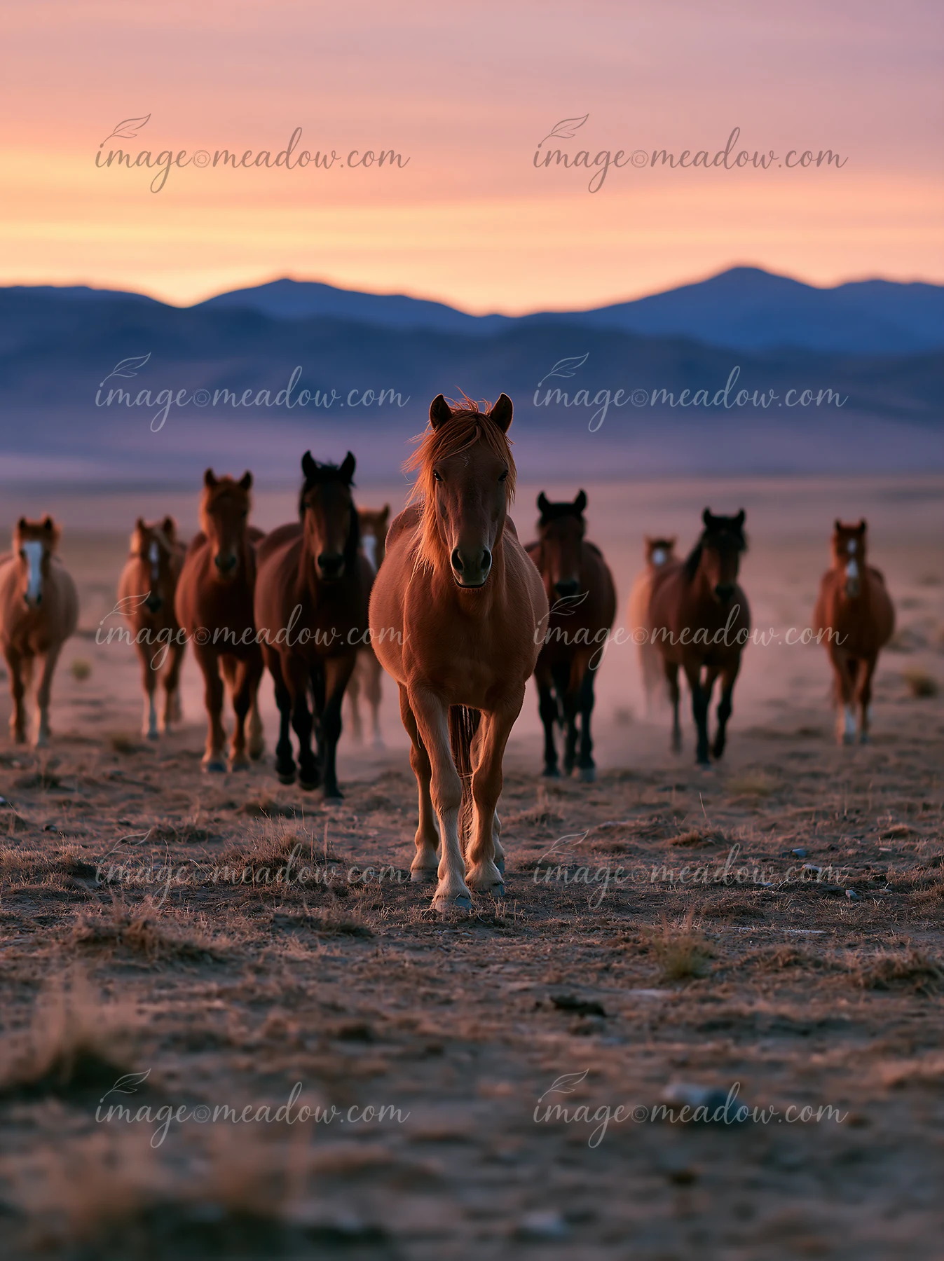 A group of wild horses running across a desert plain as the sun sets behind distant mountains.