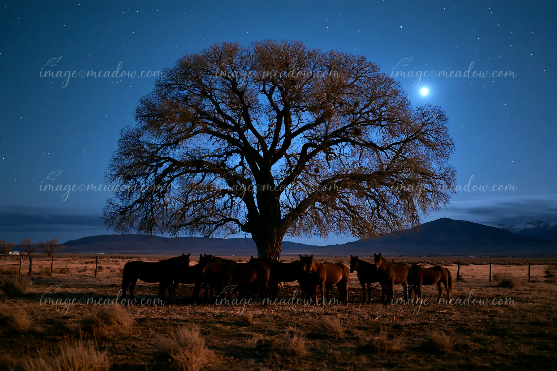 A group of wild horses stands quietly beneath a large tree, illuminated by the moonlight and stars in a clear night sky.