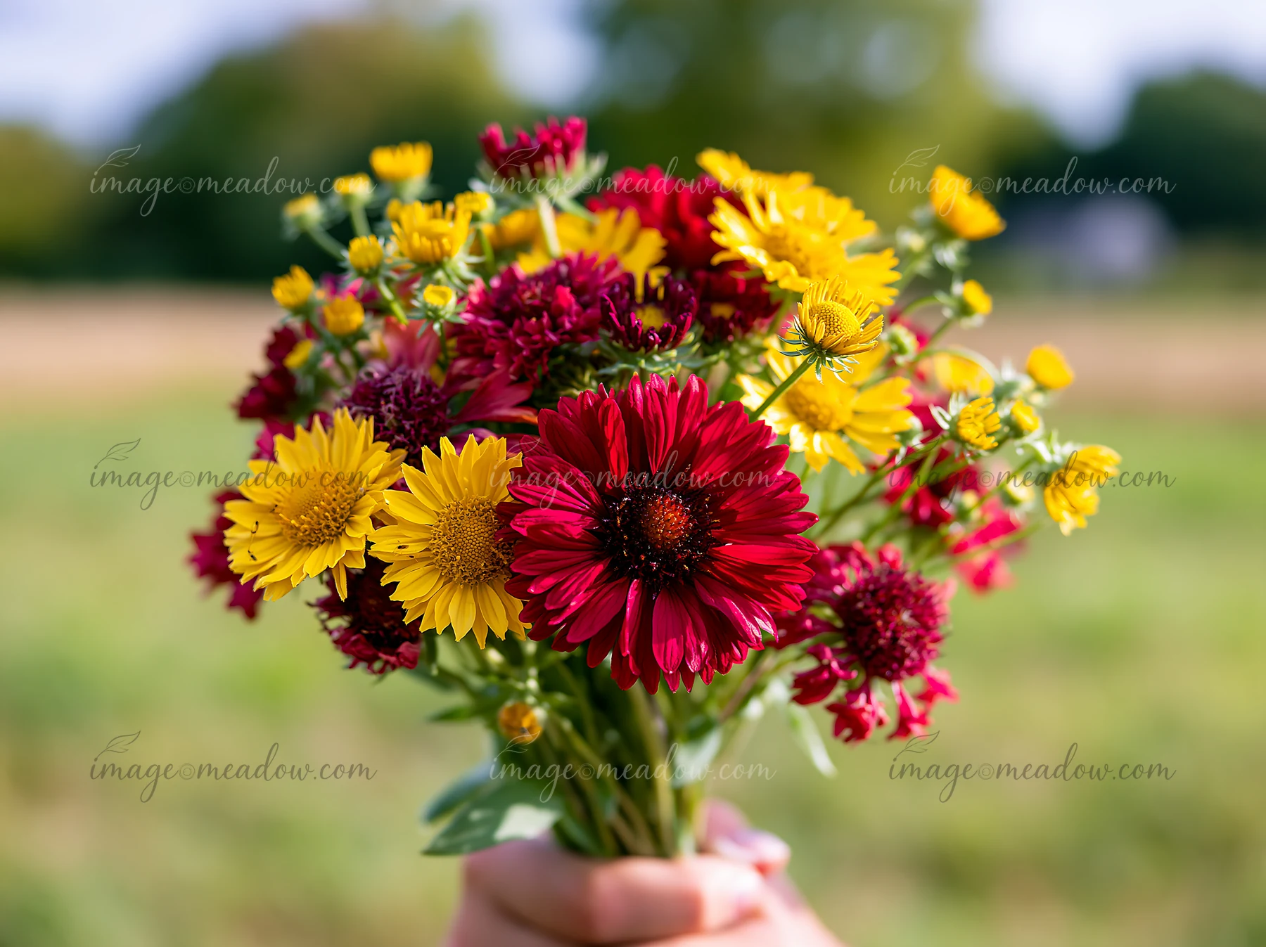 A hand holds a bouquet of red and yellow flowers against a green field background.