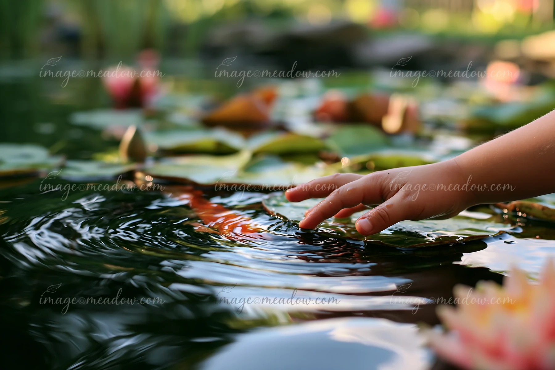 A hand reaches out to touch the water in a pond filled with water lilies.