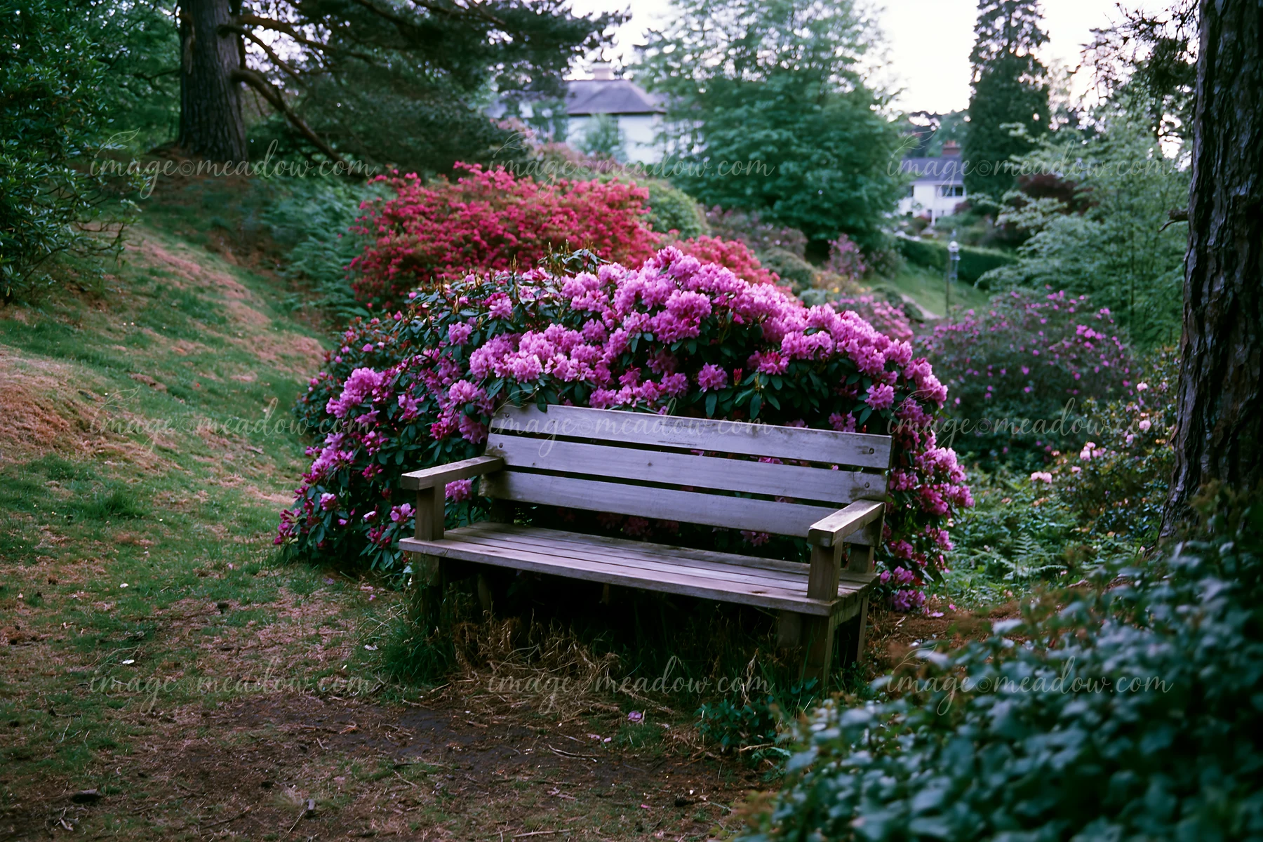 A hillside is covered with blooming rhododendrons in various colors beside a wooden bench.