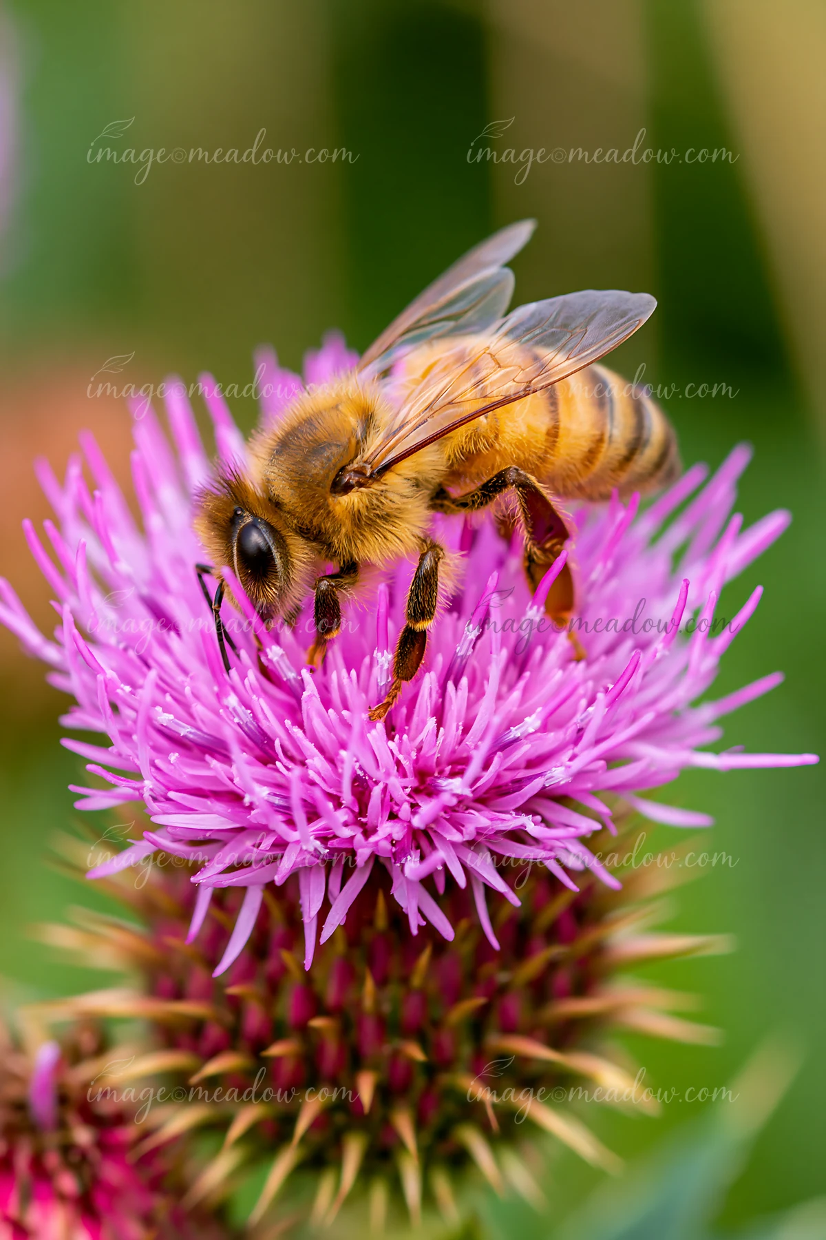 A honey bee closeup in bright daylight shows the insect collecting nectar from a purple flower.