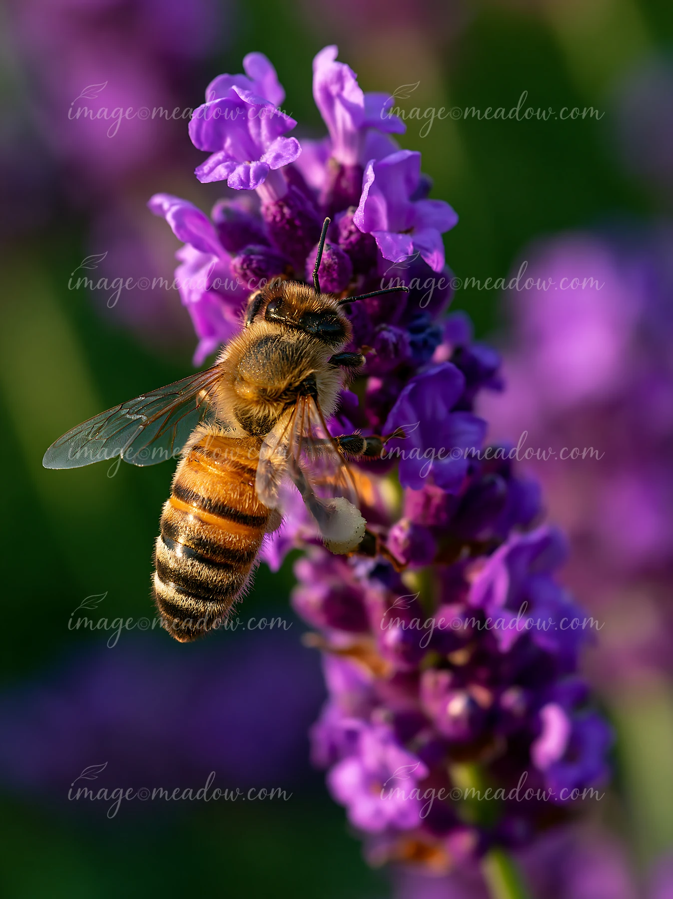 A honey bee closeup on purple lavender shows the bee collecting nectar from the flower.