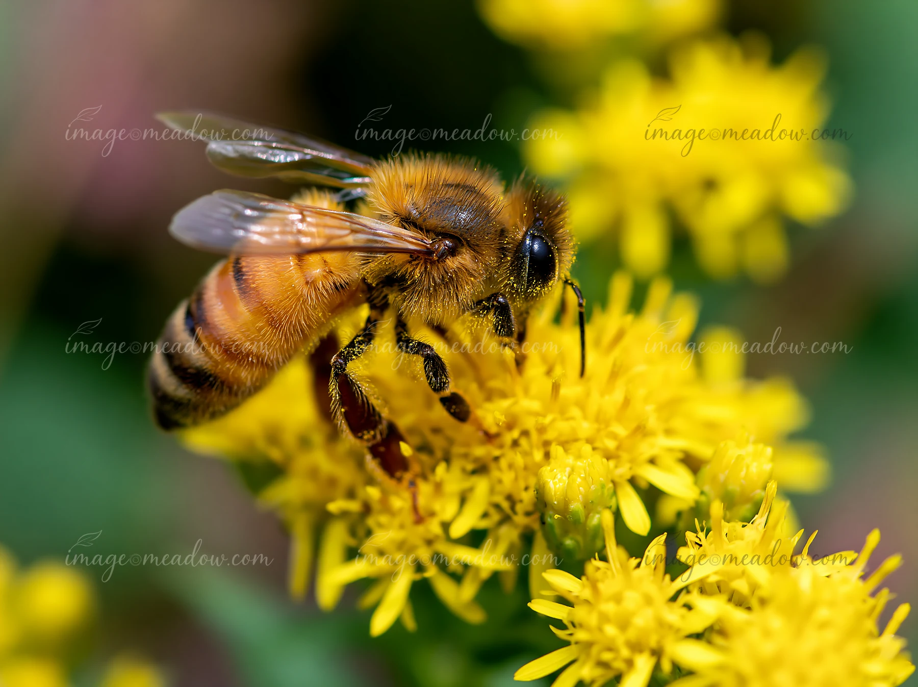 A honey bee collects nectar from bright yellow flowers during daylight.