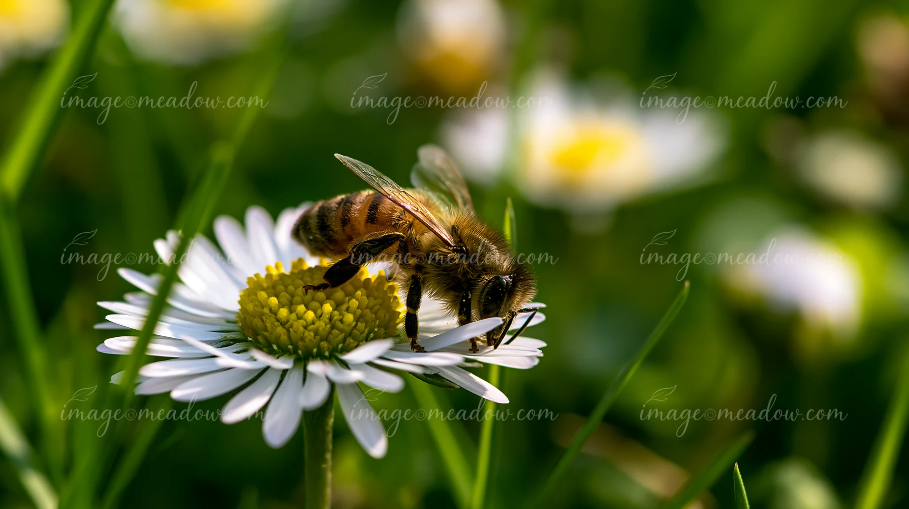 A honey bee crawling on petal collects nectar from a white flower in a garden filled with green grass.