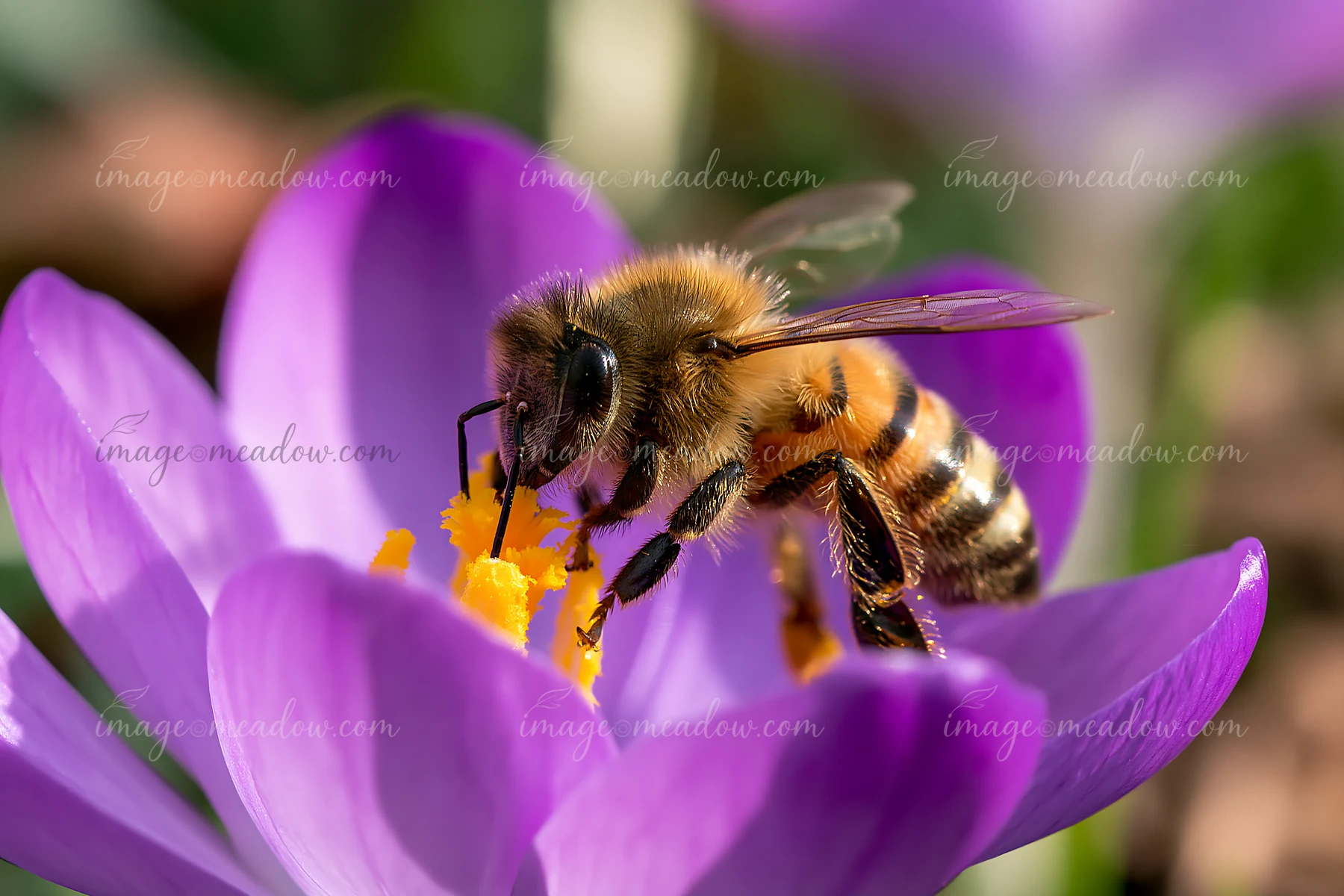 A honey bee crawling on petal of a purple flower gathers pollen in a garden during springtime.