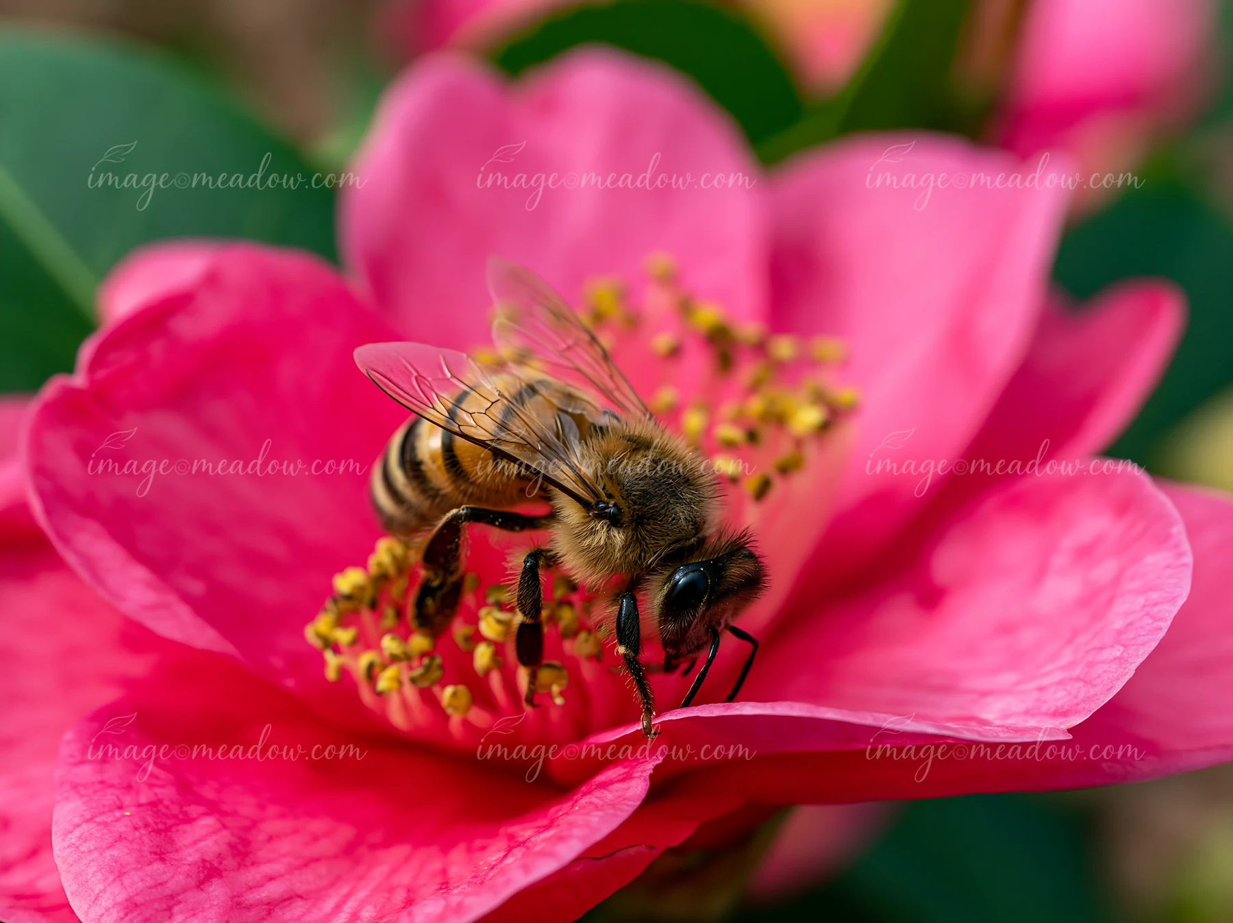 A honey bee crawling on petal of pink flower, collecting pollen in a vibrant garden setting.