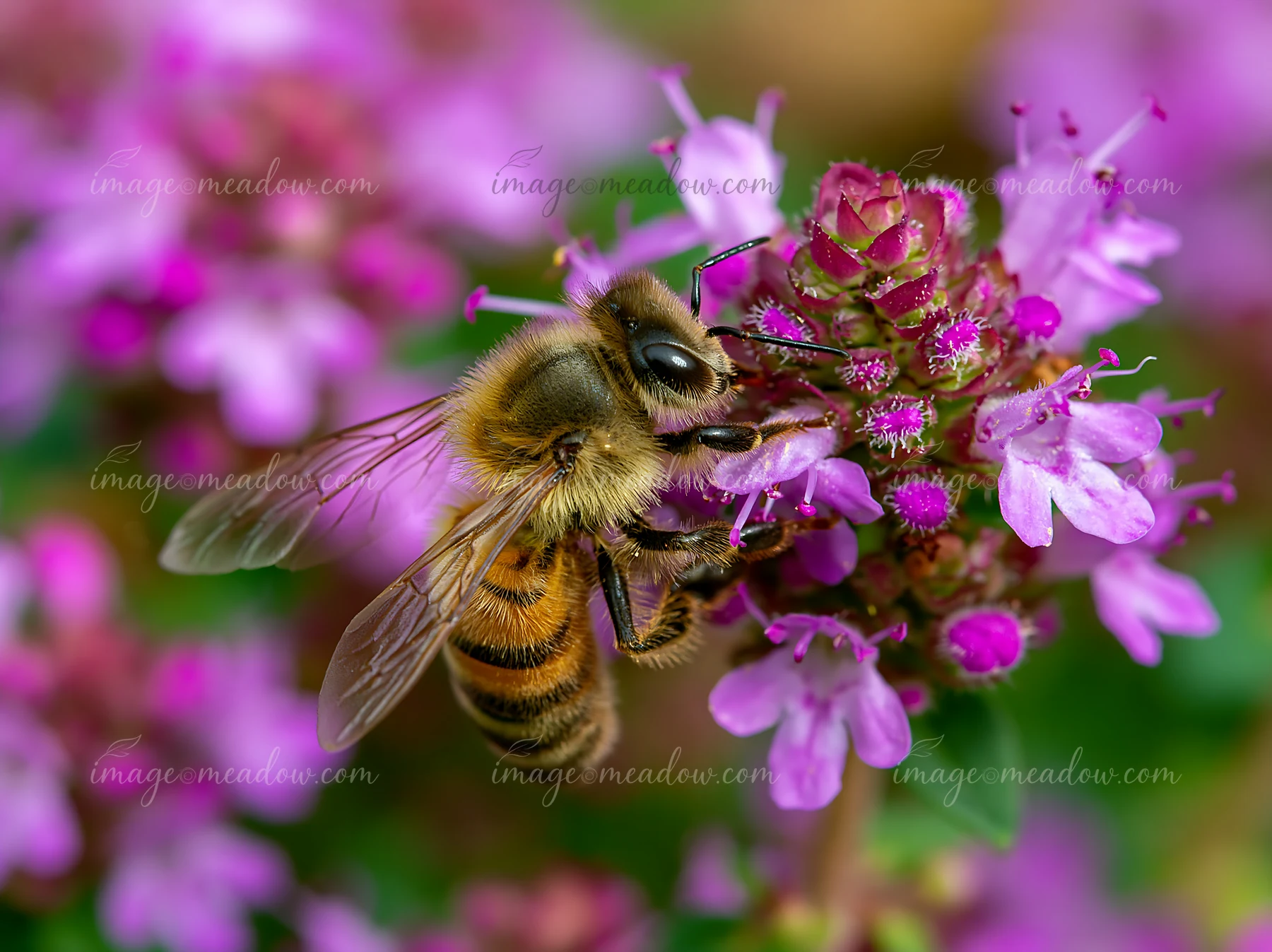 A honey bee is busy collecting nectar from bright thyme flowers in a garden setting.