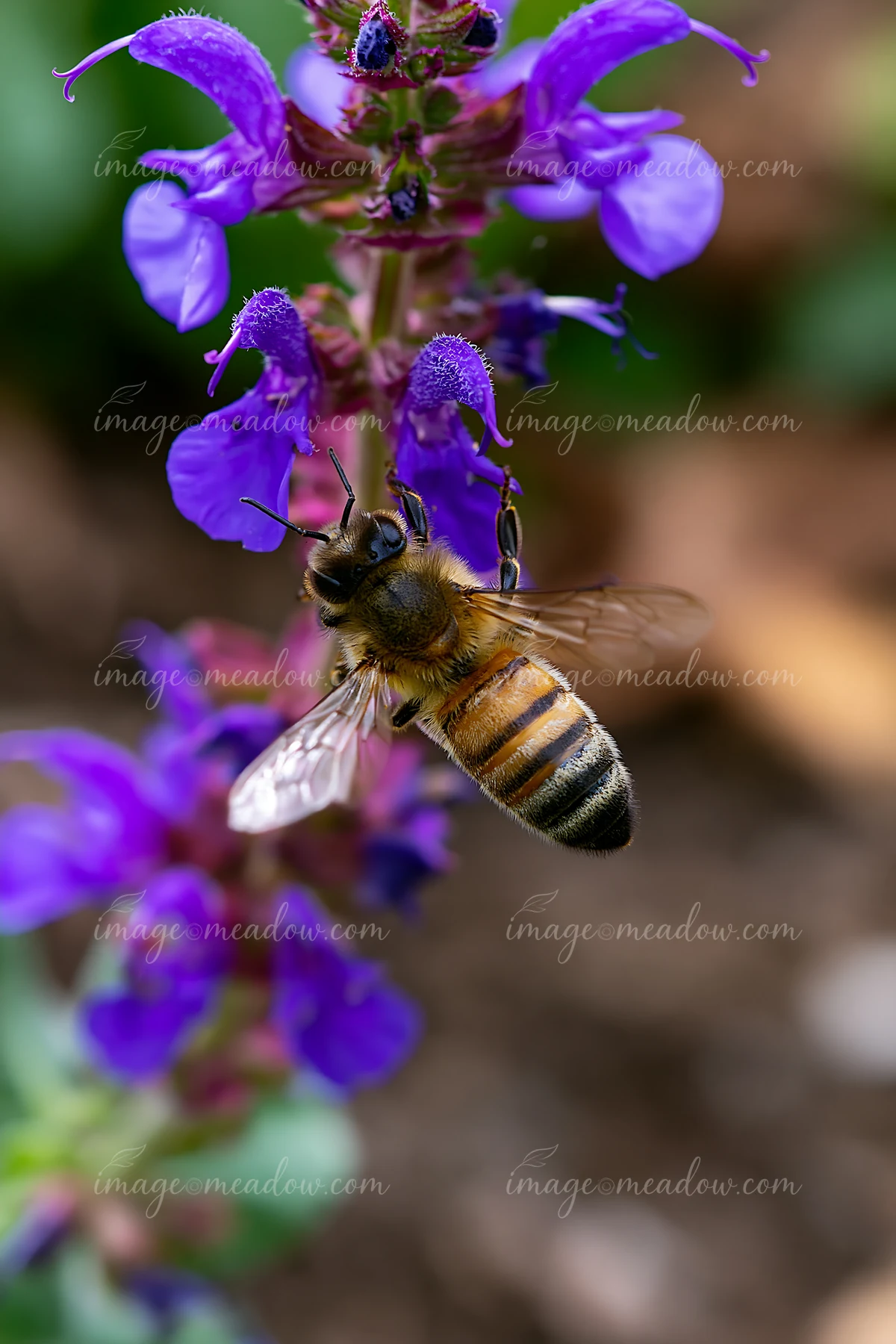 A honey bee is collecting nectar from purple flowers in a garden setting.