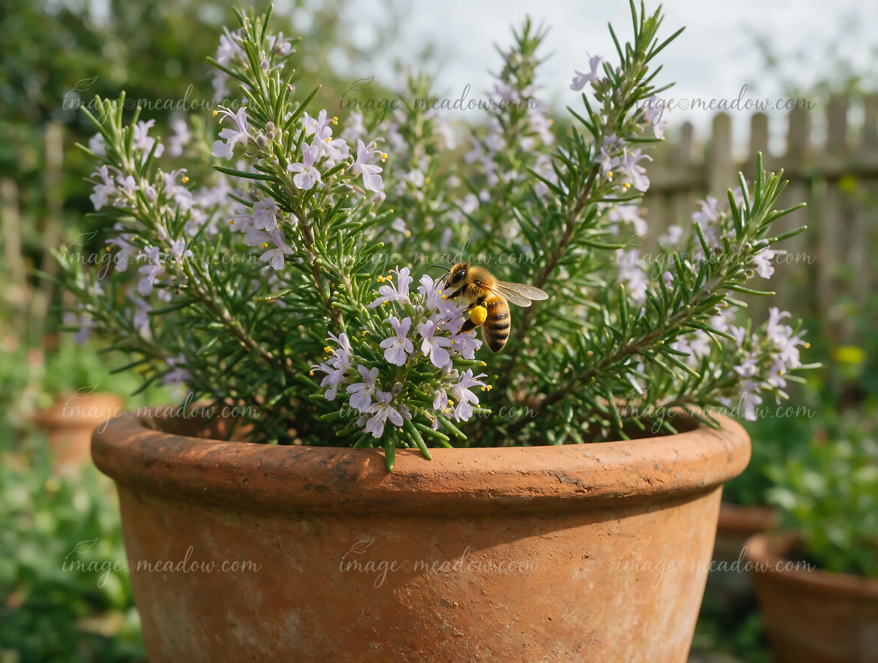 A honey bee is collecting pollen from blooming rosemary flowers in a garden setting.