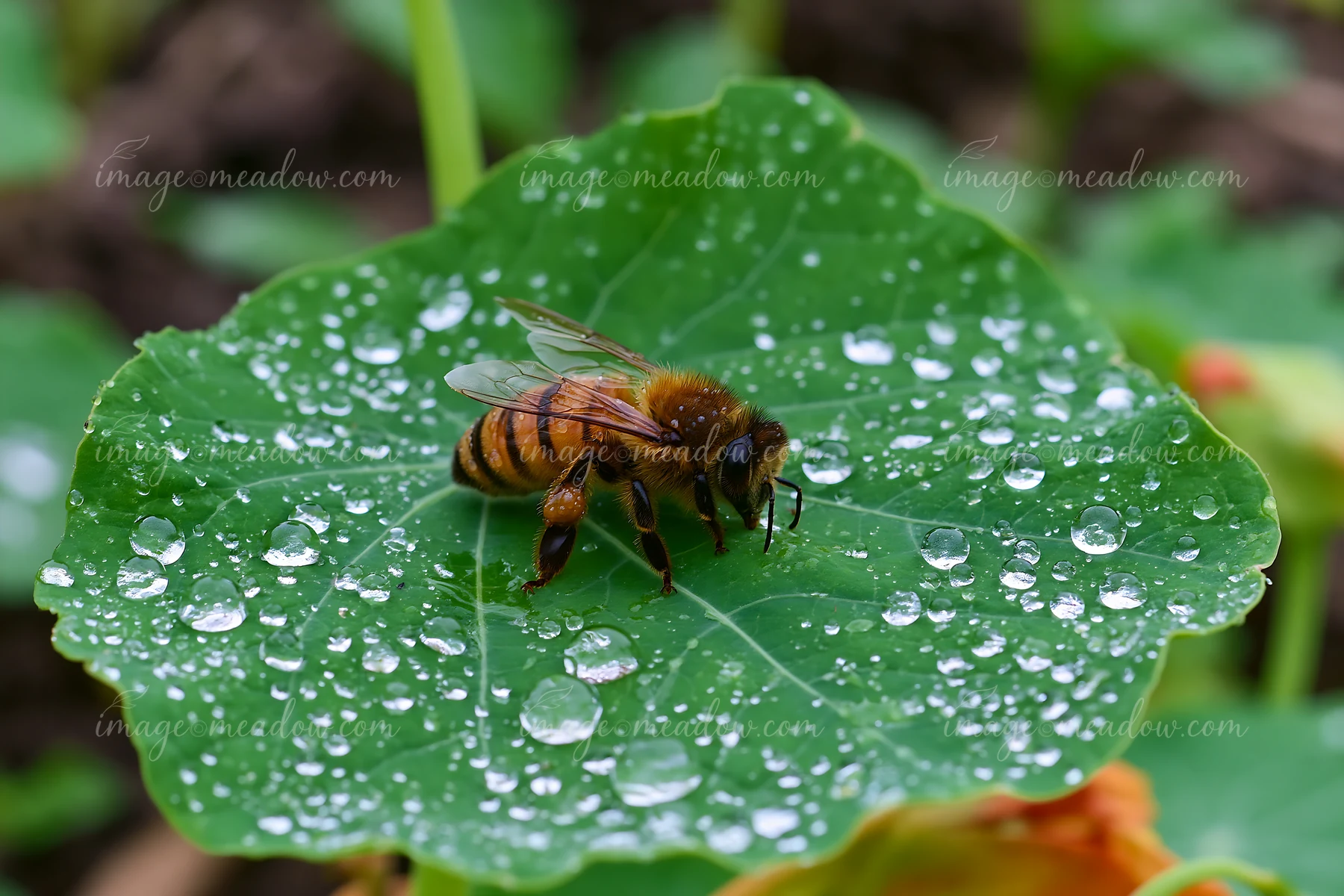 A honey bee is resting on a leaf covered with water droplets after rain.