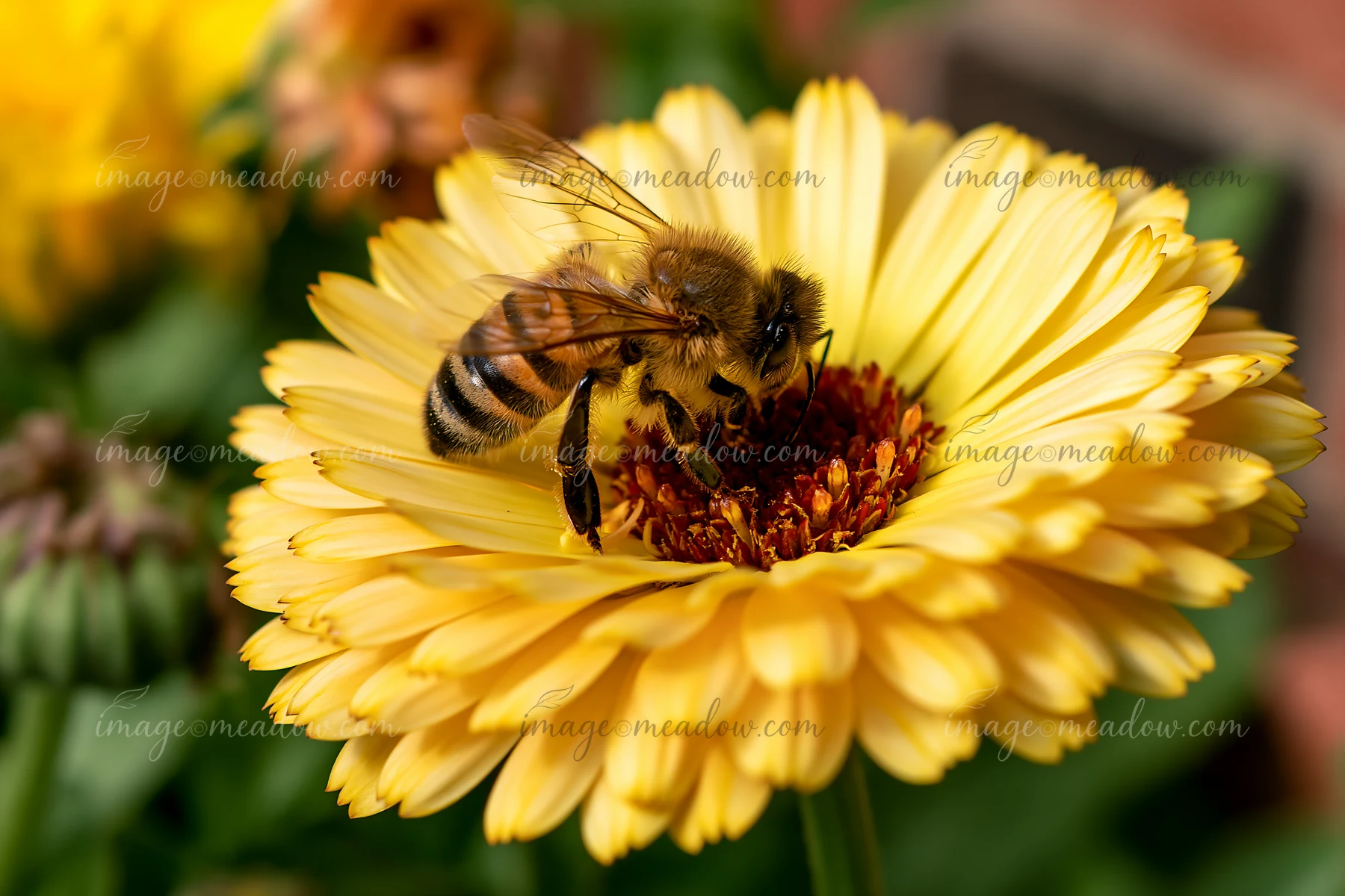 A honey bee is searching flower center for nectar on a yellow bloom in a garden.