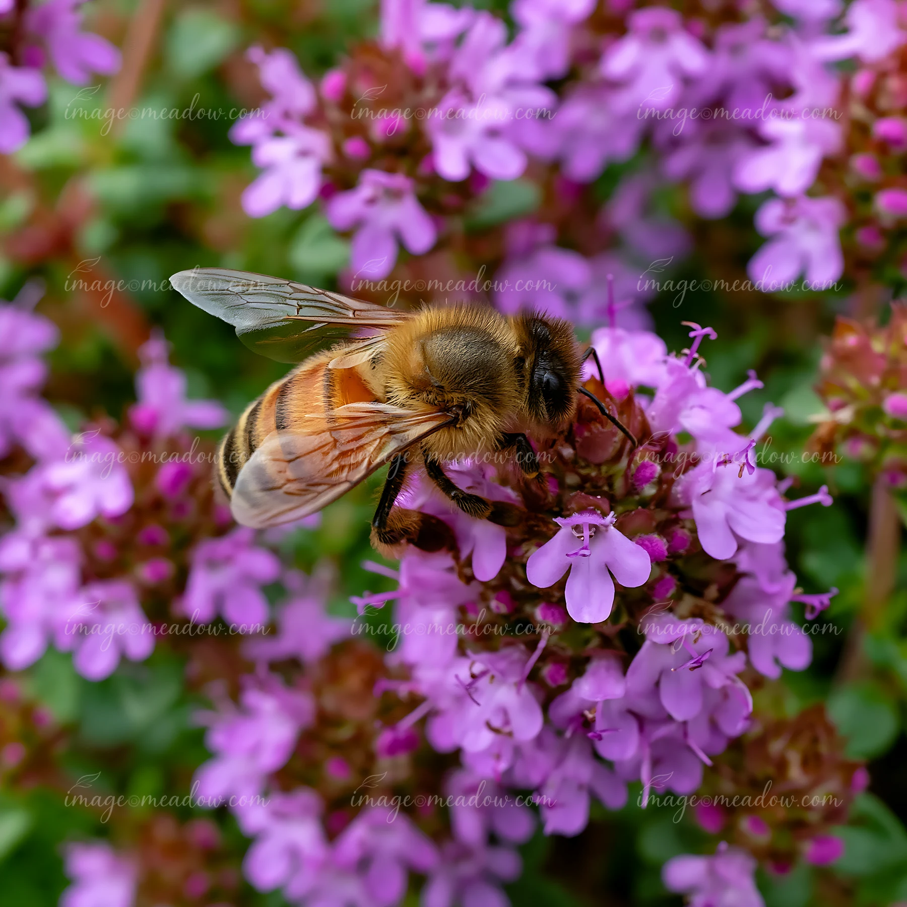 A honey bee on thyme flower gathers nectar in a garden setting.