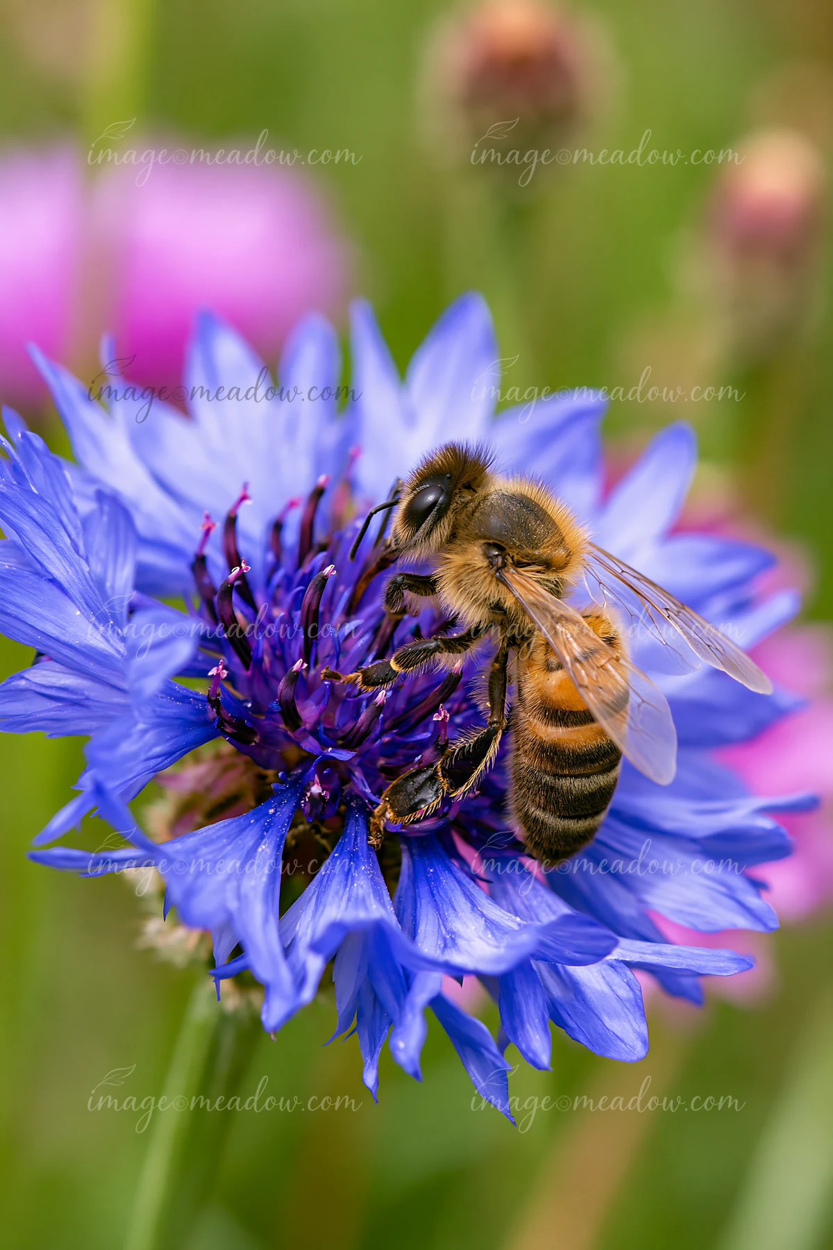 A honey bee perched motionless on a blue flower during daylight.