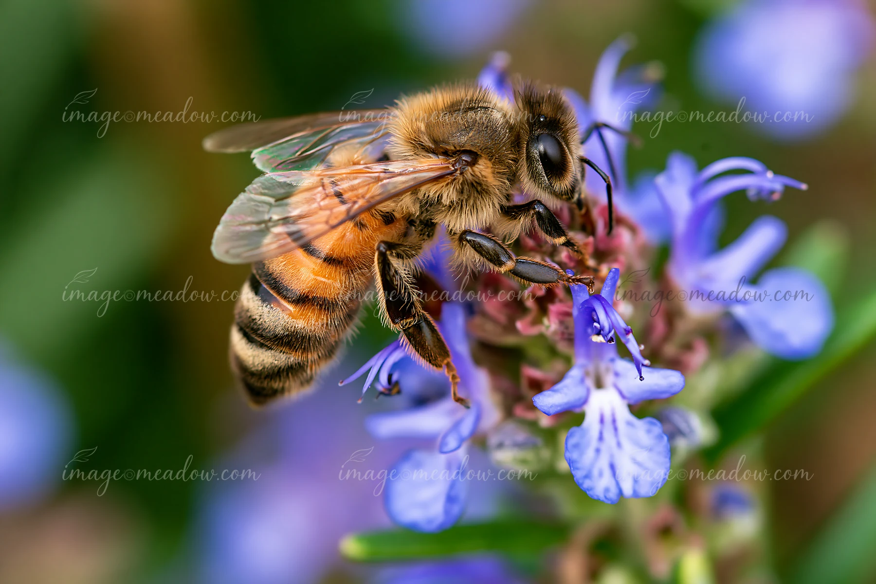 A honey bee perched on a green stem, collecting nectar from small purple flowers in a garden setting.