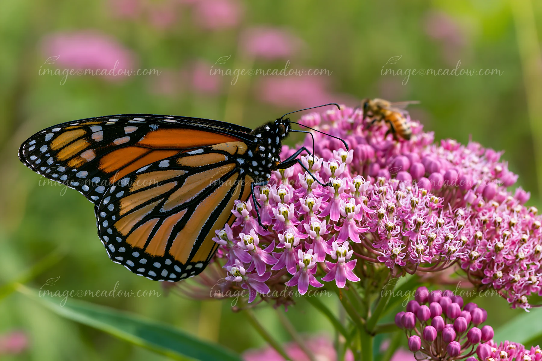 A honey bee resting on a leaf is near a butterfly on pink flowers in a garden.