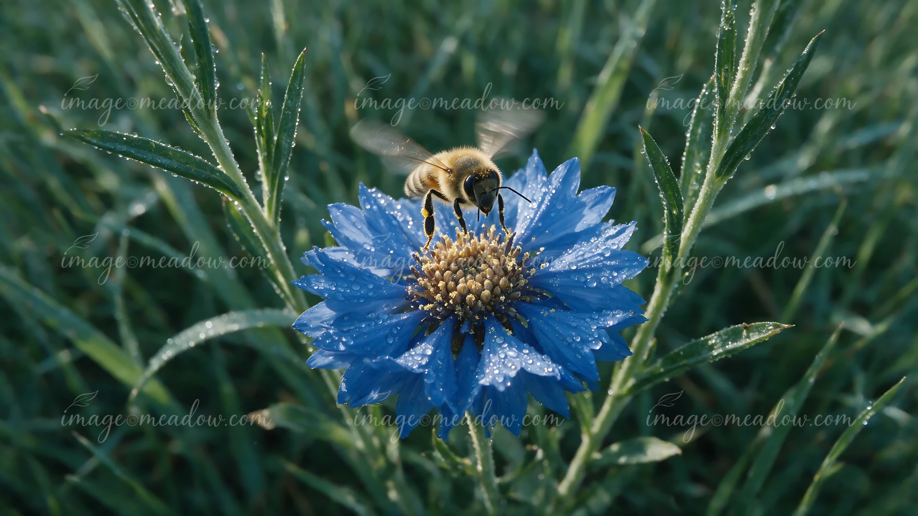 A honey bee taking off from a blue flower with dew droplets in a green environment.