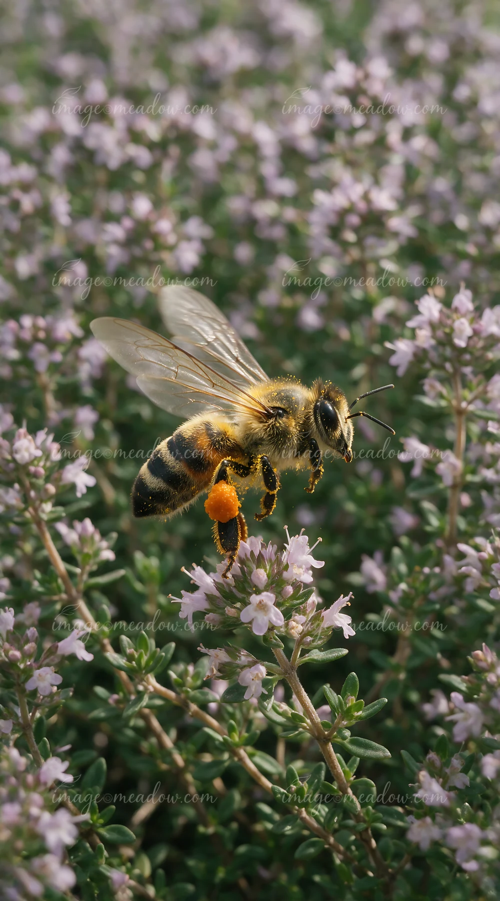 A honey bee taking off from flower collects pollen in a field filled with small purple blossoms.