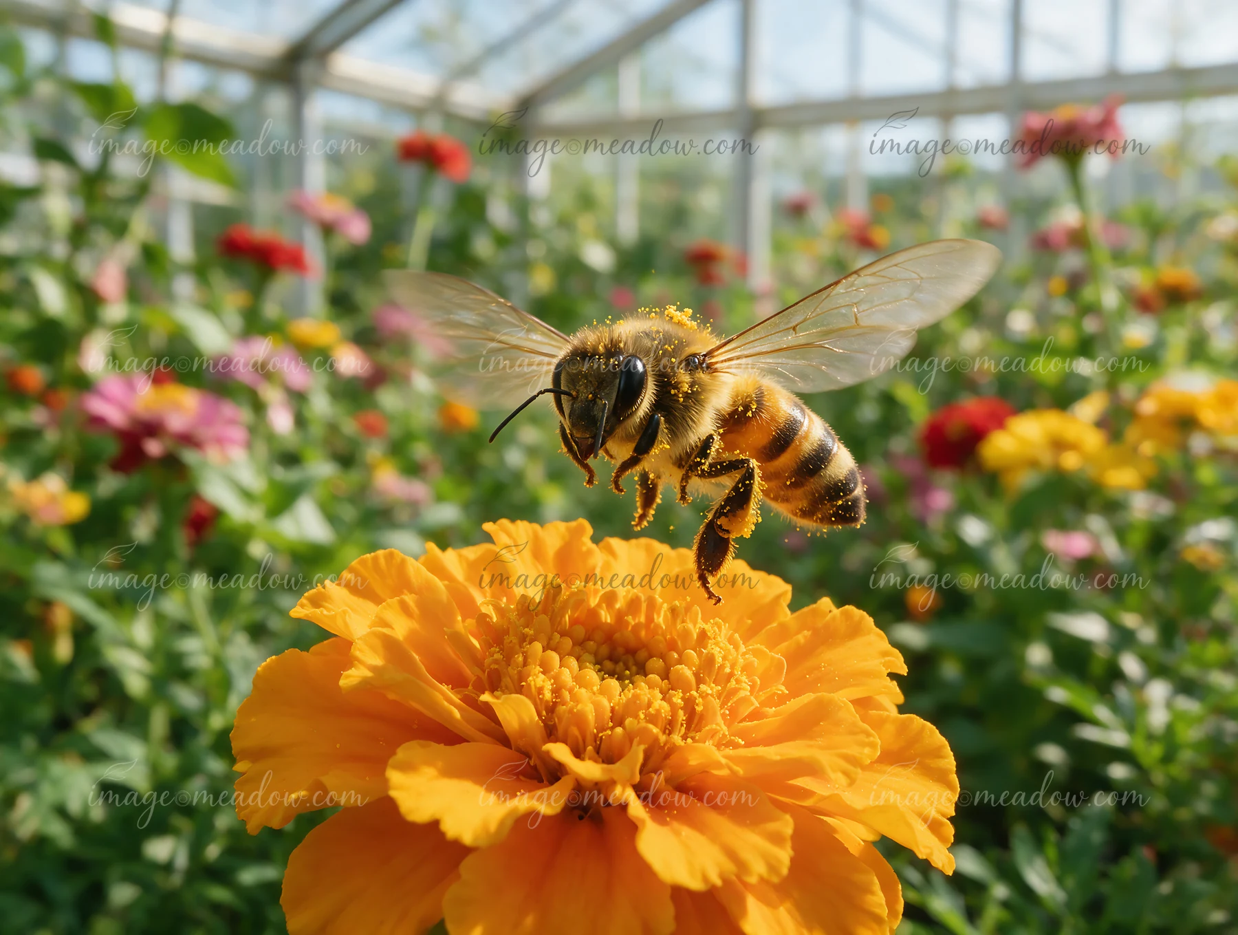 A honey bee taking off from flower surrounded by colorful blooms in a greenhouse.