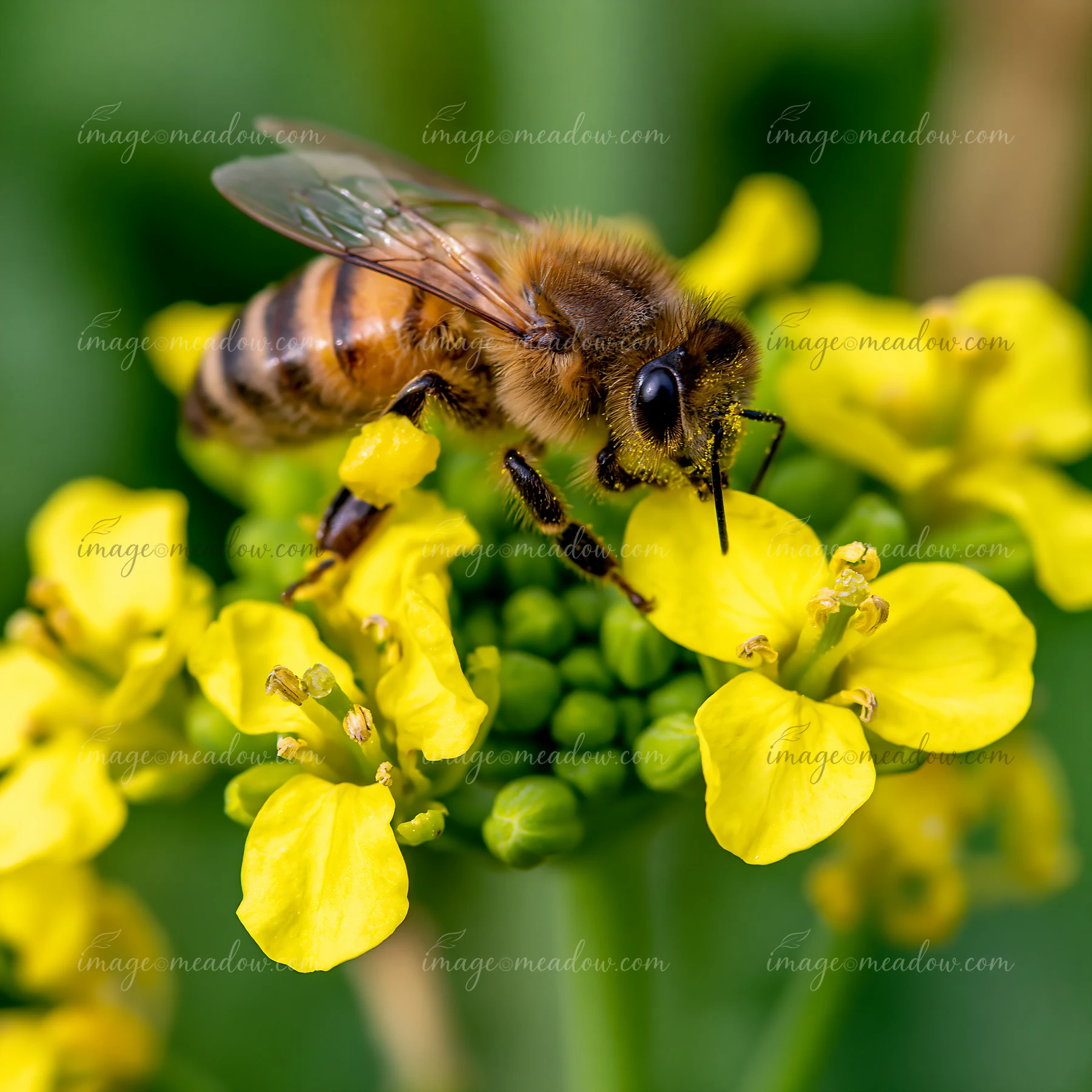A honey bee with full pollen sacs gathers nectar from vibrant yellow blossoms in a garden during daylight.