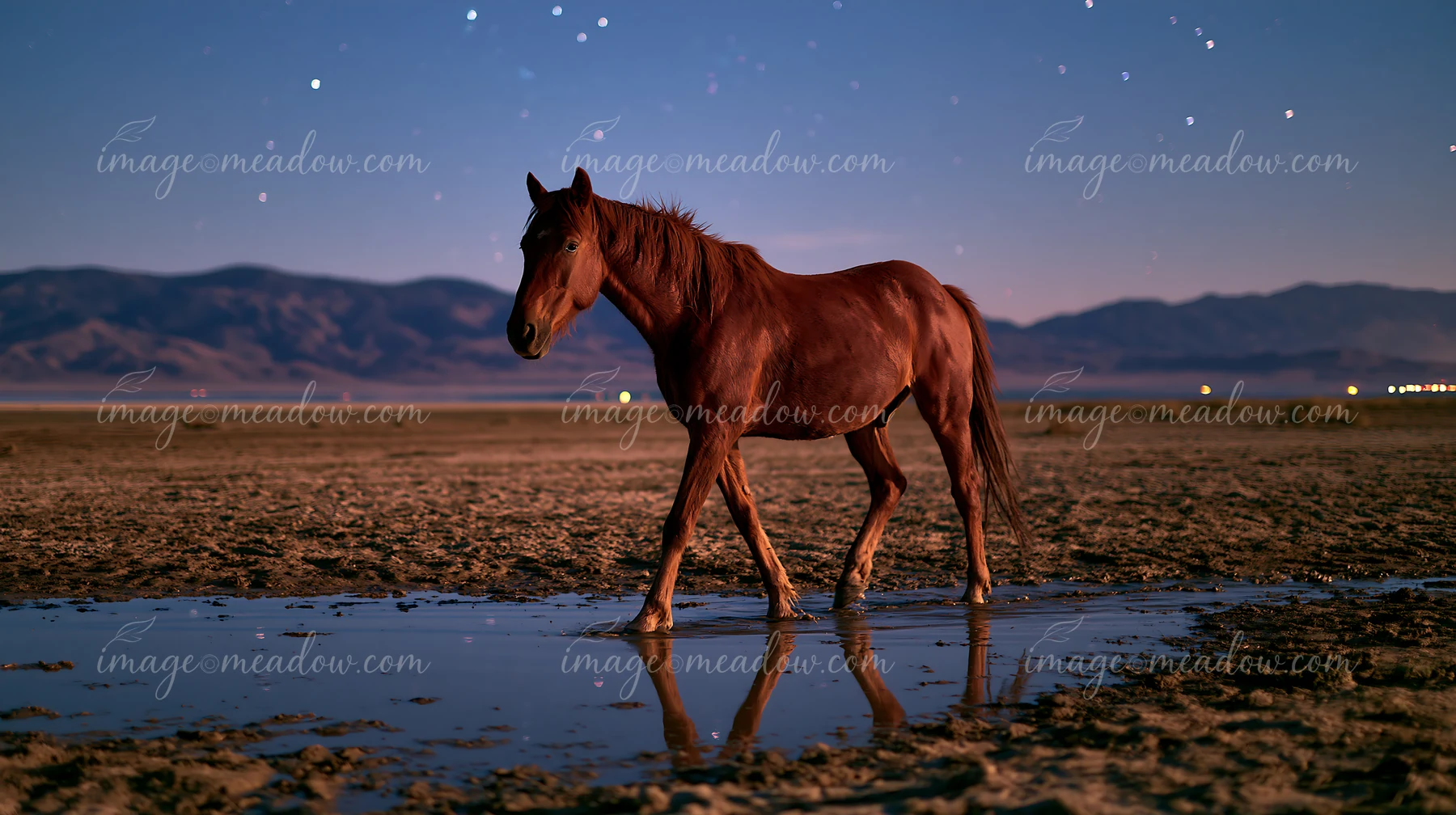 A horse in a starlit desert walks near a small puddle reflecting the night sky.