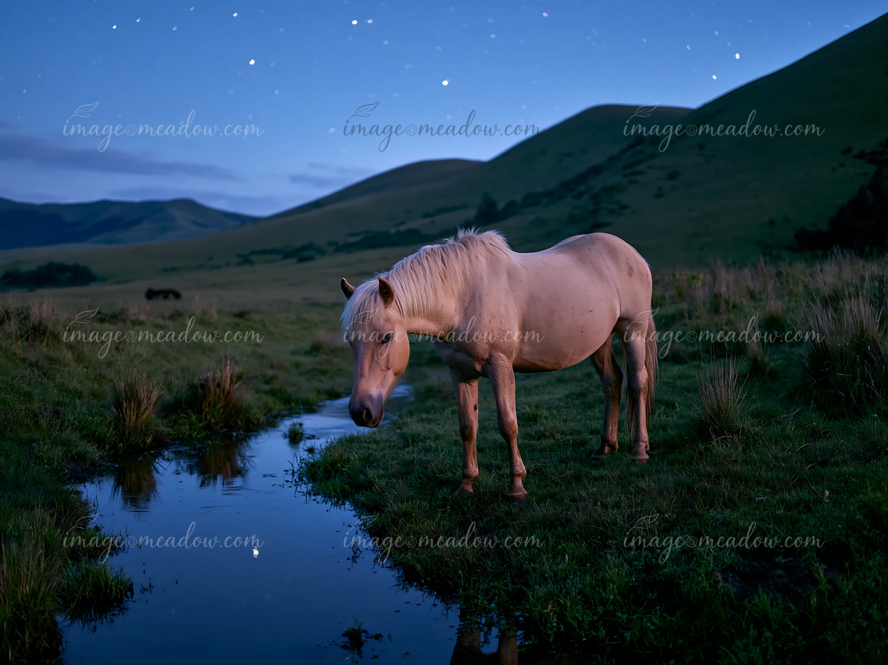 A horse in a starlit grassland stands by a small stream under a clear night sky.