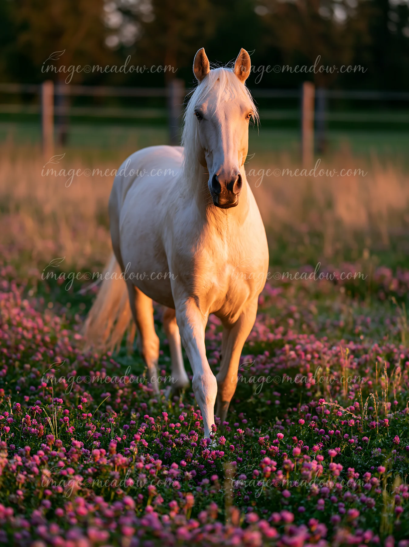 A horse in spring meadow moves among colorful flowers during the golden hour.