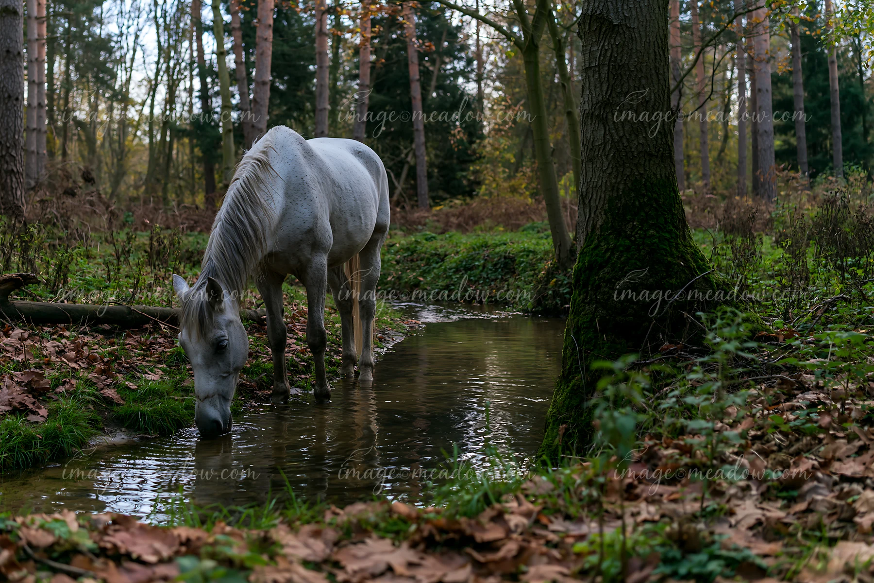 A horse is standing by a stream, drinking water while surrounded by autumn trees in a forest.