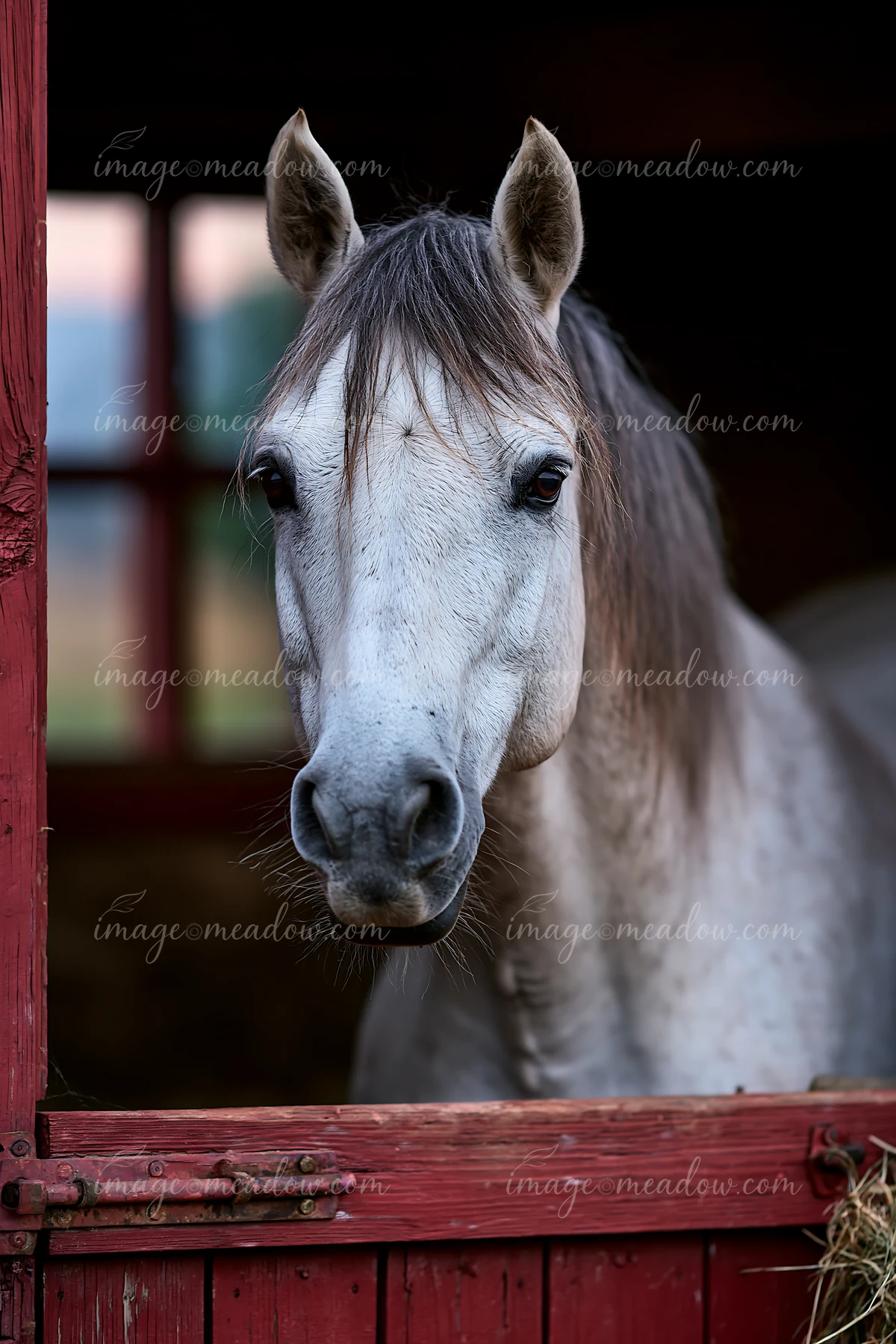 A horse looking through stable door watches the surroundings as the sun sets.