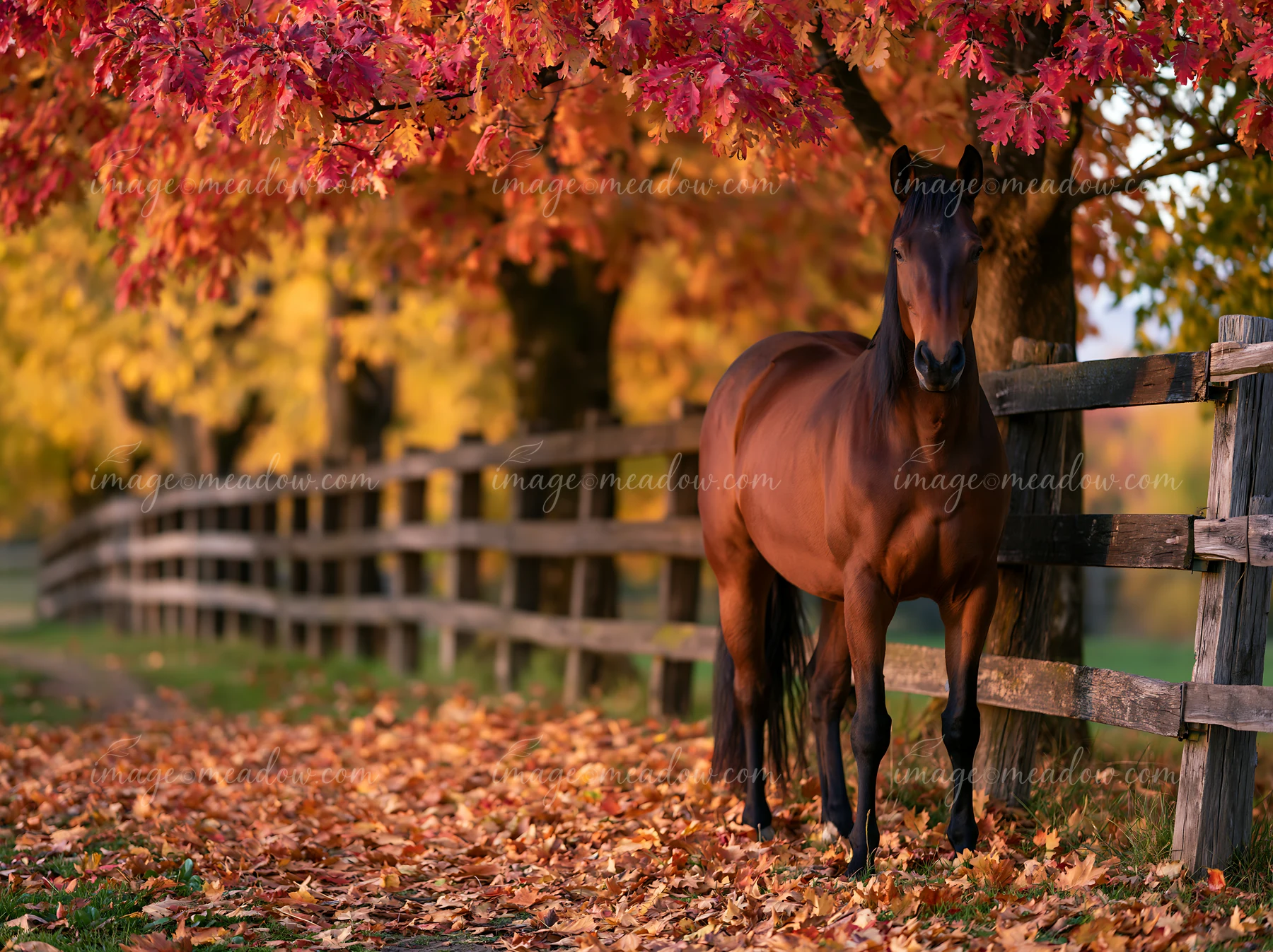 A horse stands near a wooden fence surrounded by colorful autumn trees.