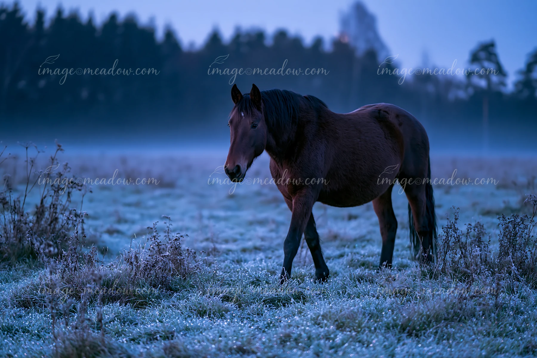 A horse walks through a moonlit meadow surrounded by tall grass and fog.